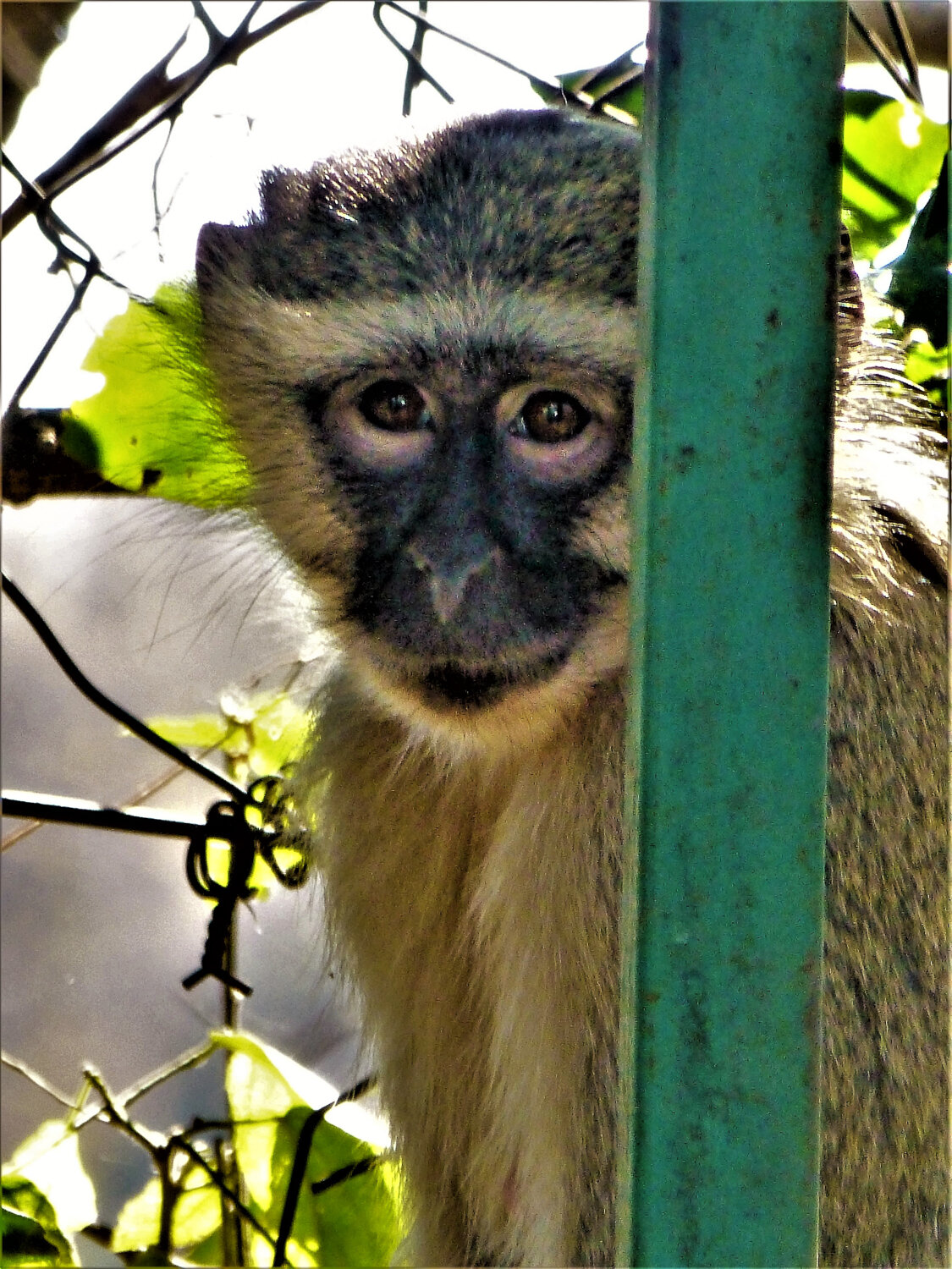 Vervet Monkey, Victoria Falls, Zambia, ©A Paige Baker, 2016