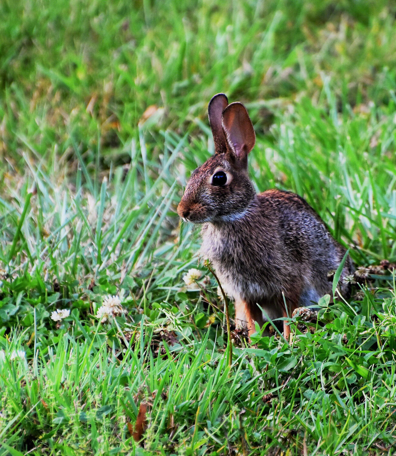 Rabbit, Linville, North Carolina, ©A Paige, Baker, 2017