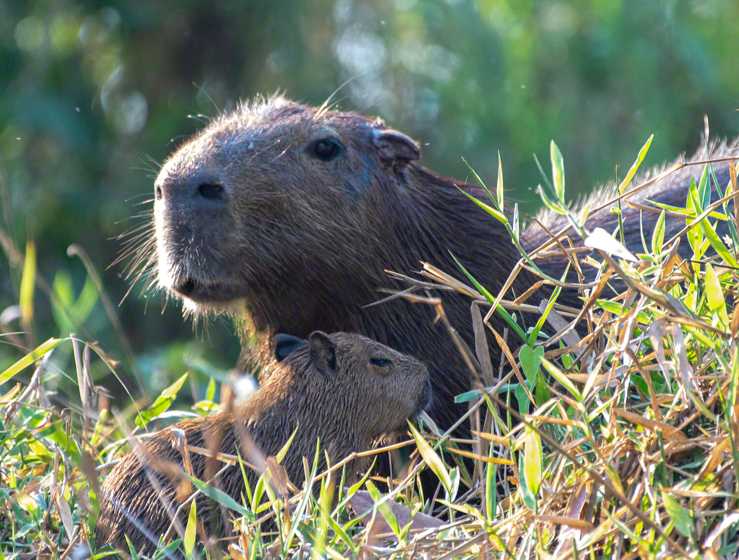 Mama and Baby Capybaras, Porto Jofre, Brazil, ©A Paige Baker, 2019