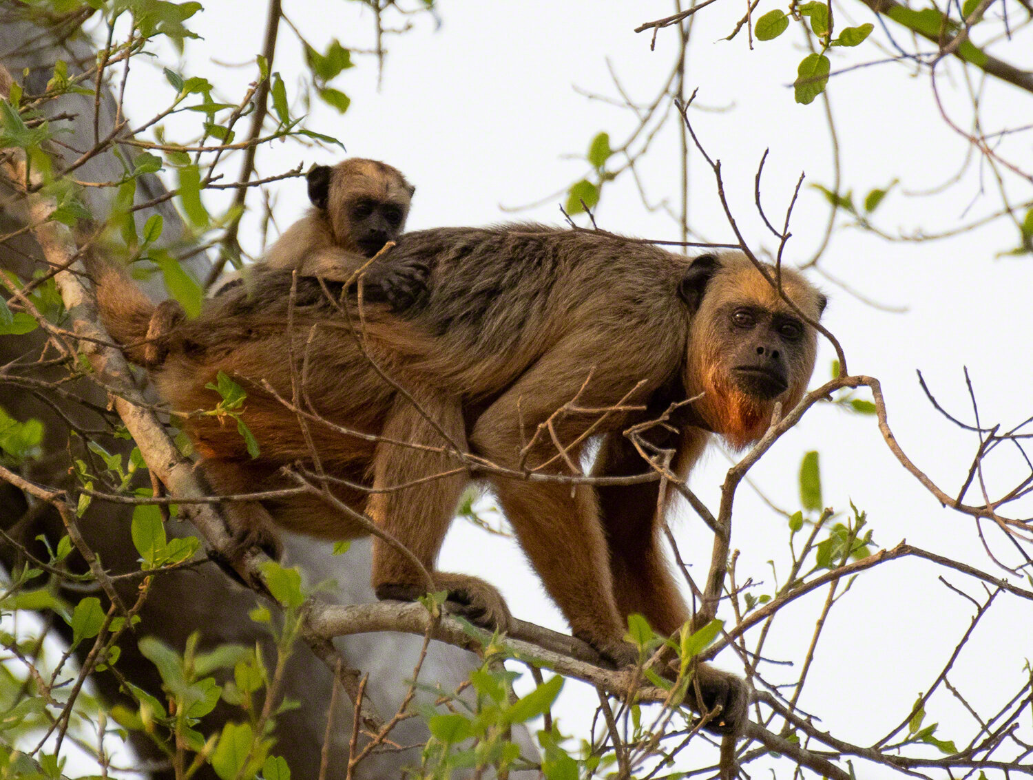 Howler Monkeys, Porto Jofre, Brazil, ©A Paige, Baker, 2019