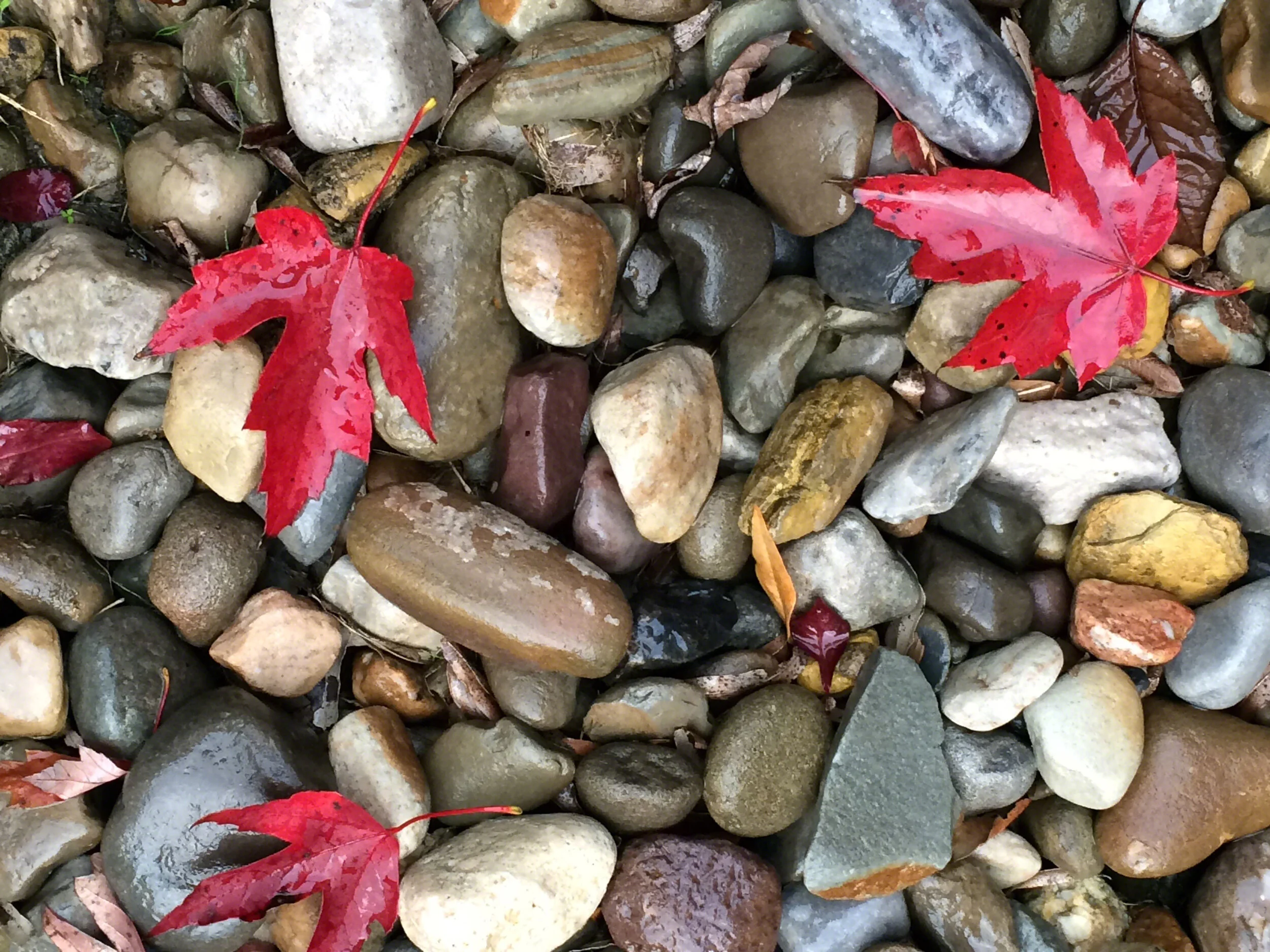 2015--US_NC_Raleigh_Stones&Leaves_WM.jpg