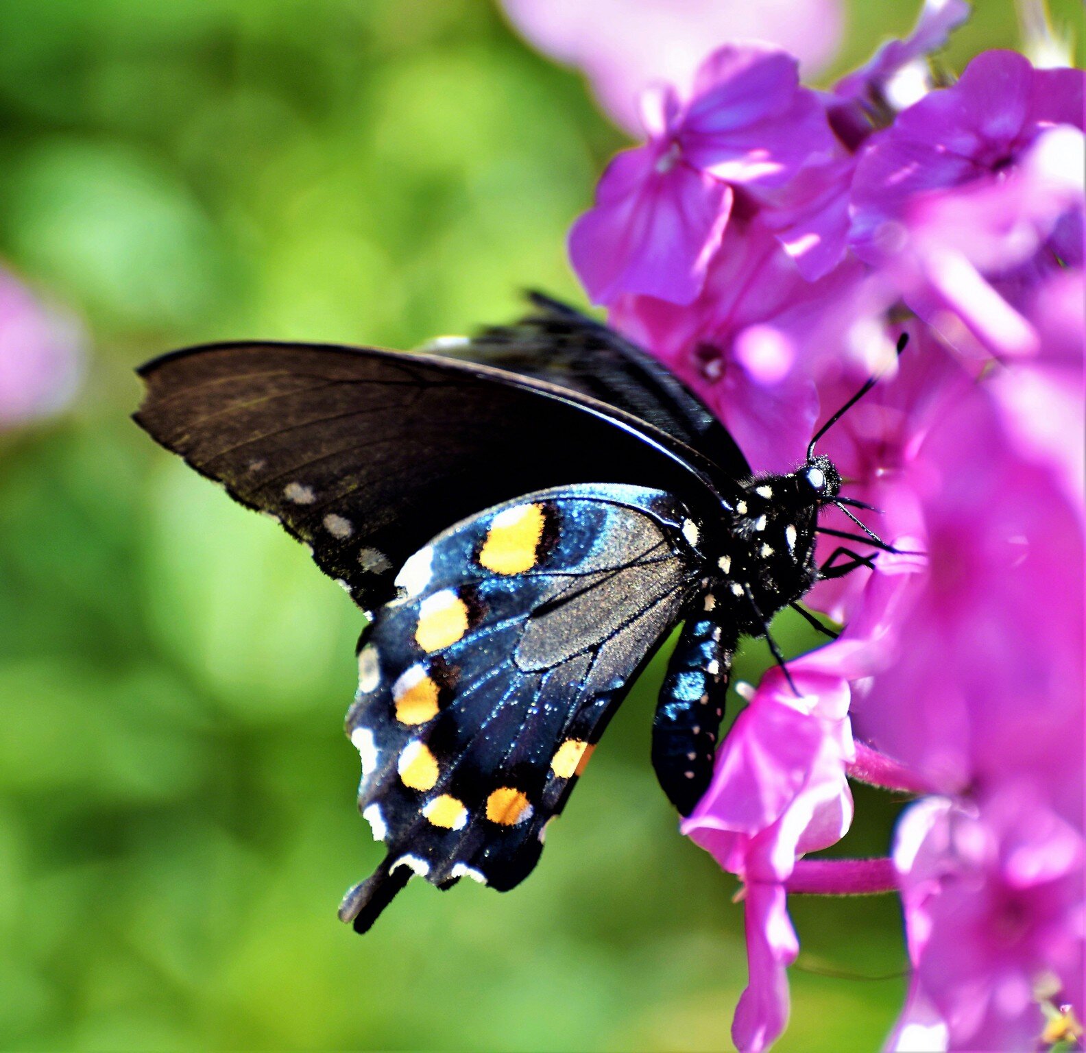 Butterfly, Linville, NC, ©A. Paige Baker, 2017