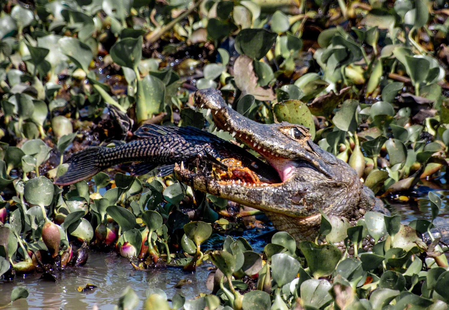 Caiman having lunch, Pantaniera Highway, Mato Grosso, Brazil, ©A. Paige Baker, 2019