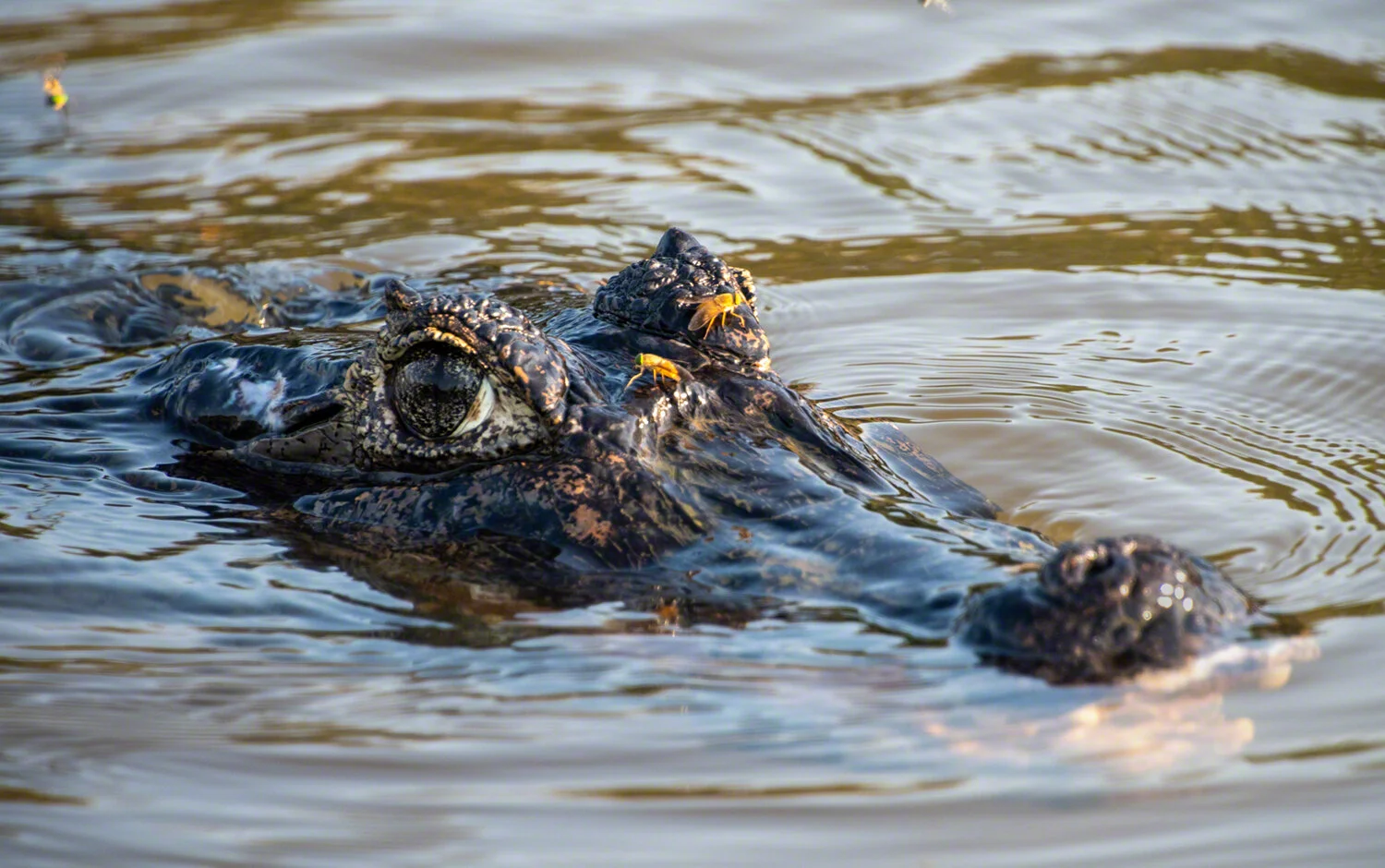 Caiman and friends, Pousada Rio Claro, Brazil, ©A. Paige Baker, 2019