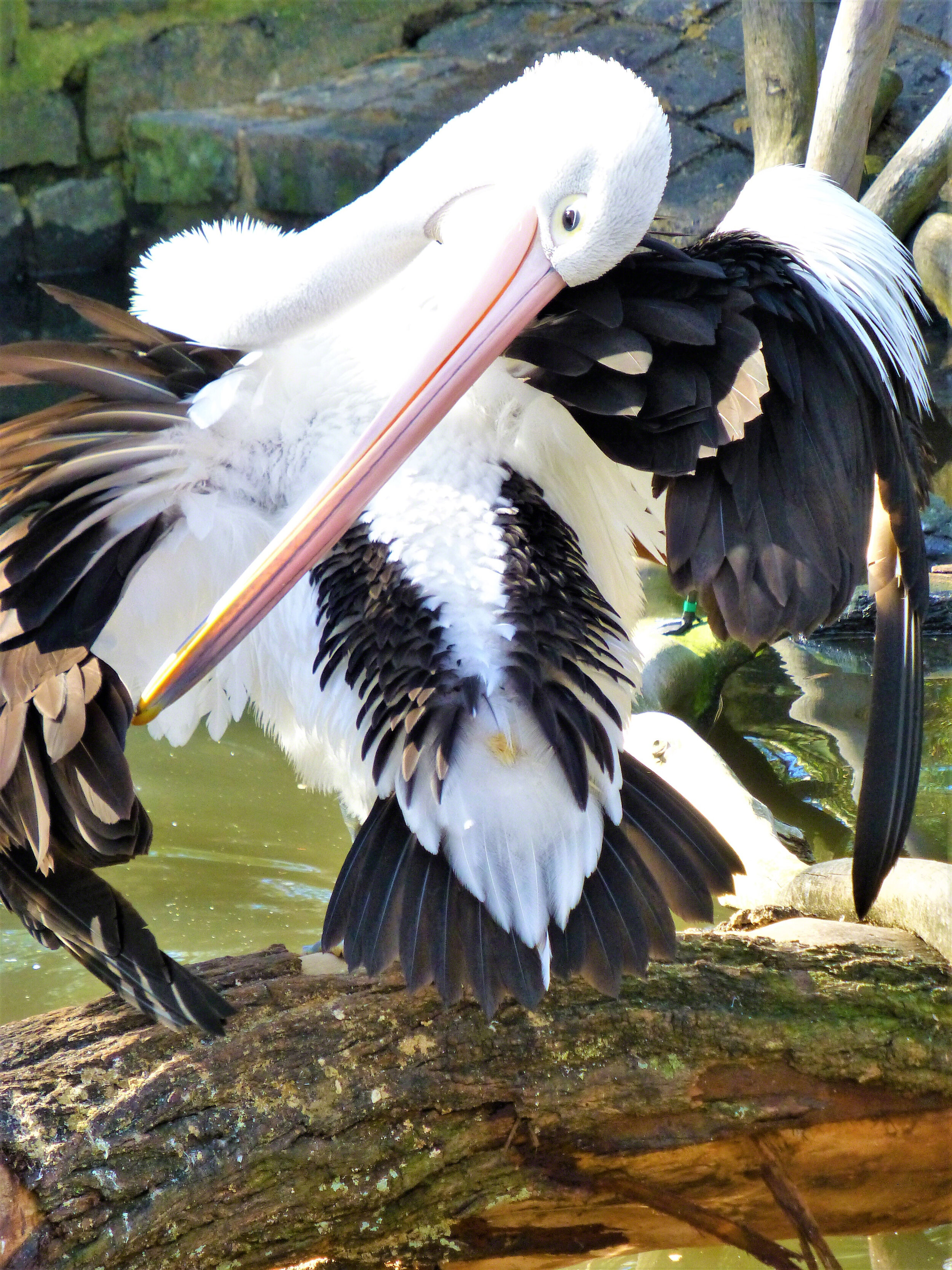 Australian Pelican, Taronga Zoo, Sydney, Australia, ©A Paige Baker, 2014