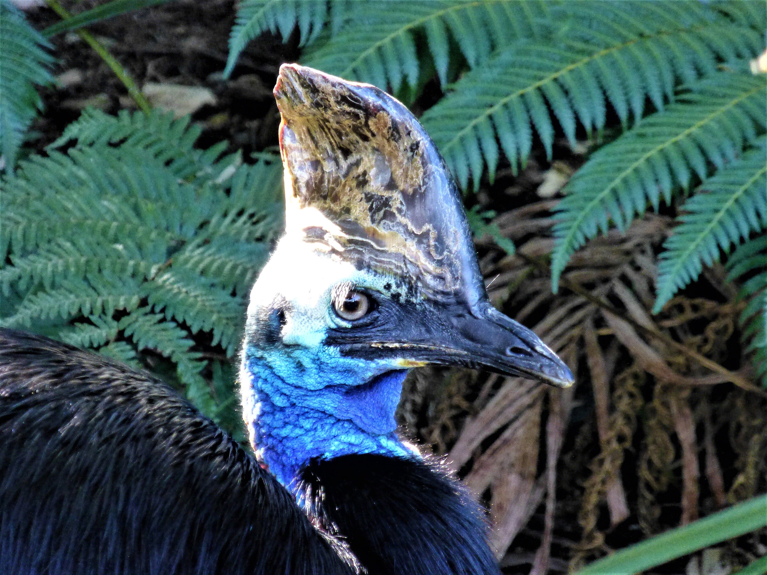 Cassowary, Taronga Zoo, Sydney, Australia, ©A Paige Baker, 2014