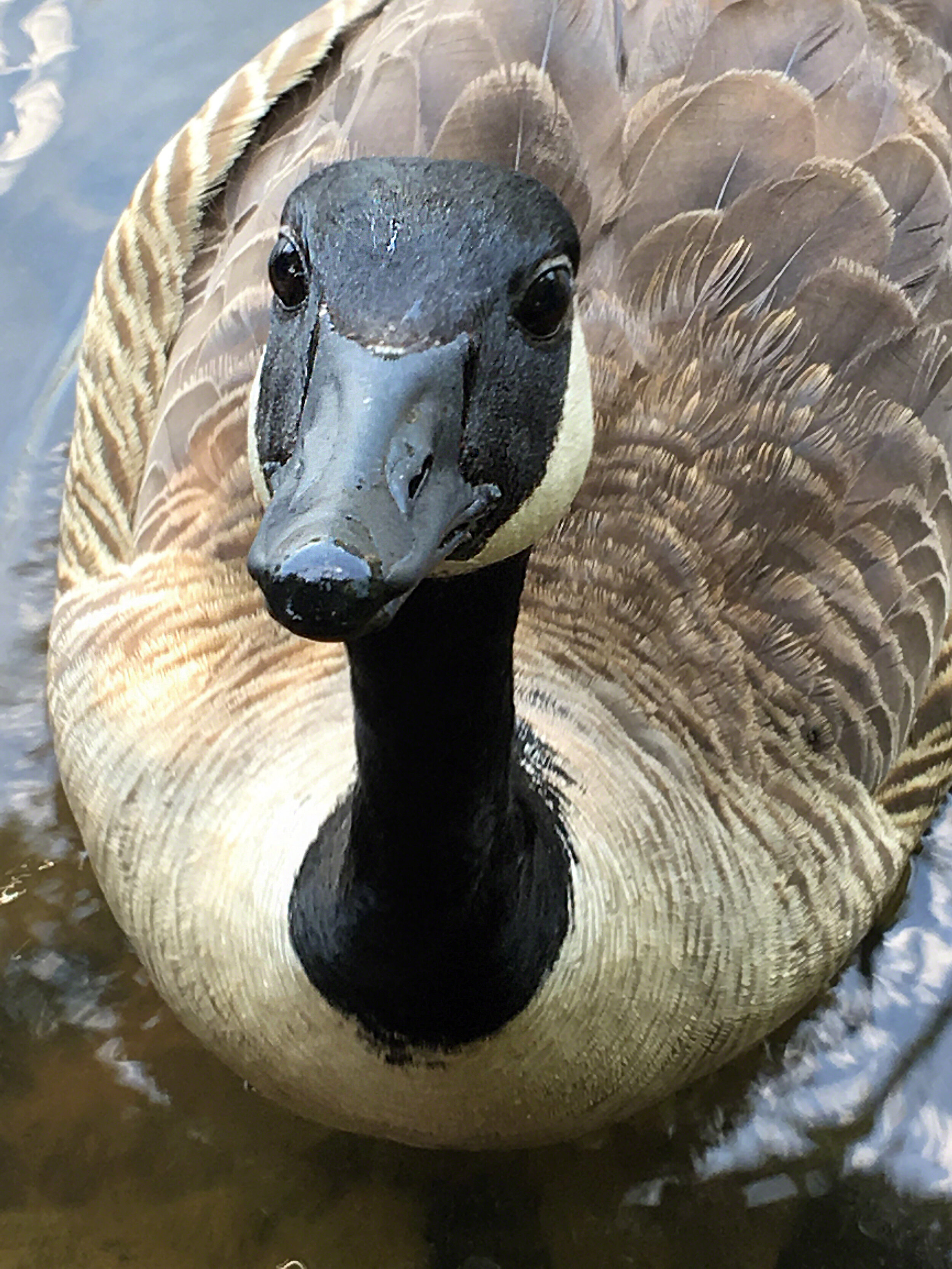 Goose, Lake Norman, North Carolina, ©A Paige Baker, 2017