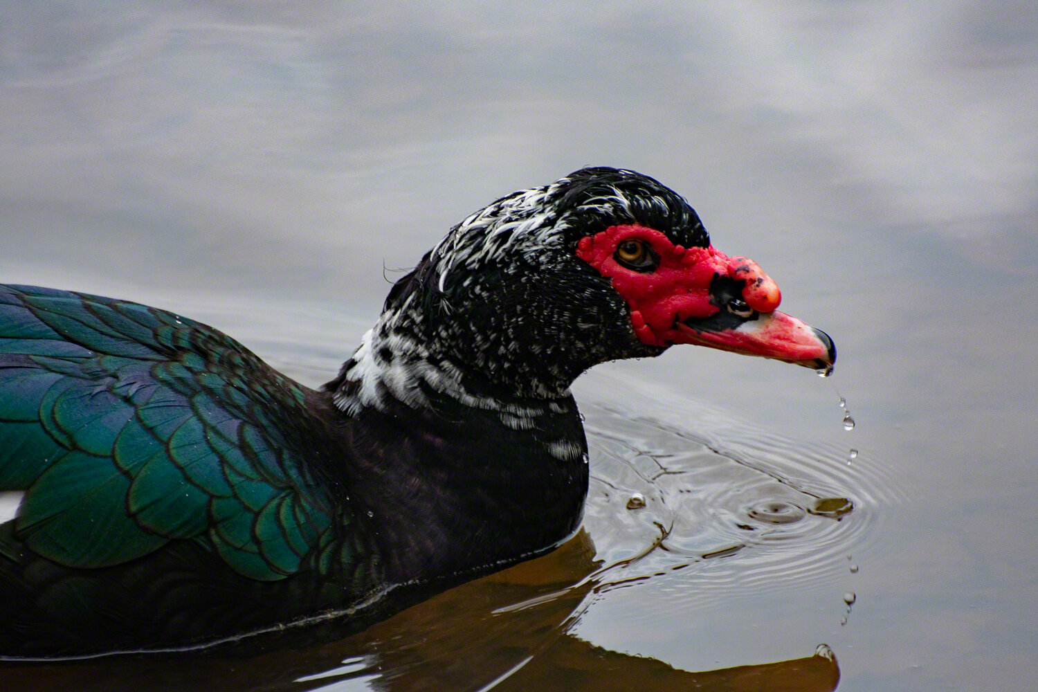 Muscovy duck, Lake Lynn, North Carolina, ©A Paige Baker, 2019