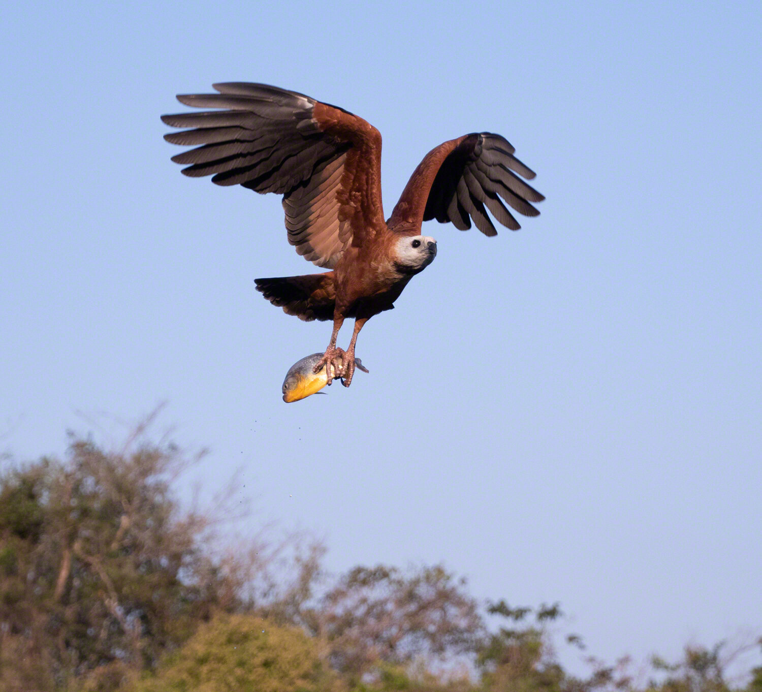 Black-collared hawk, Pousada Rio Claro, Brazil, ©A Paige Baker, 2019