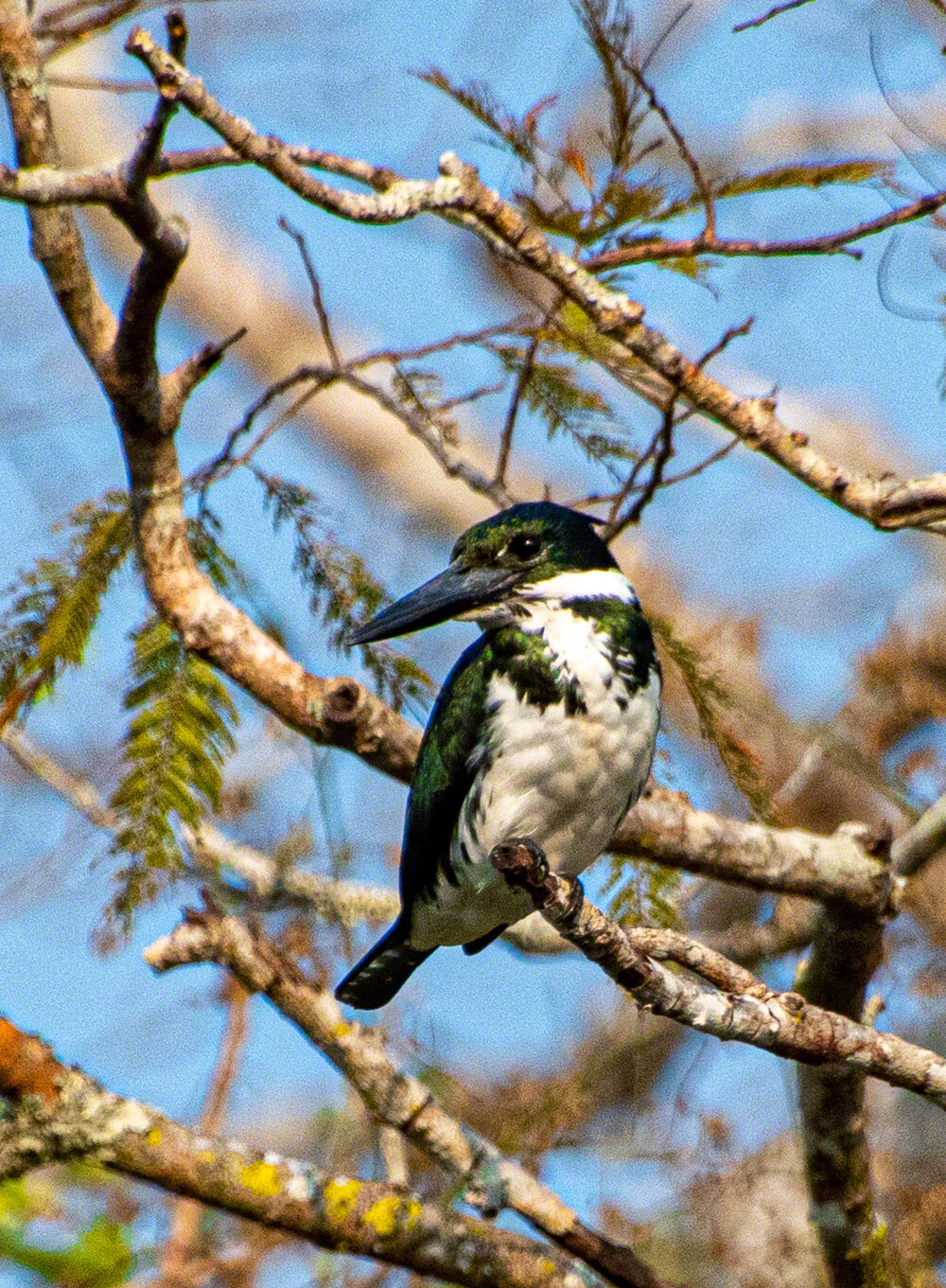 Amazon Kingfisher, Pousada Rio Claro, Brazil, ©A Paige Baker, 2019