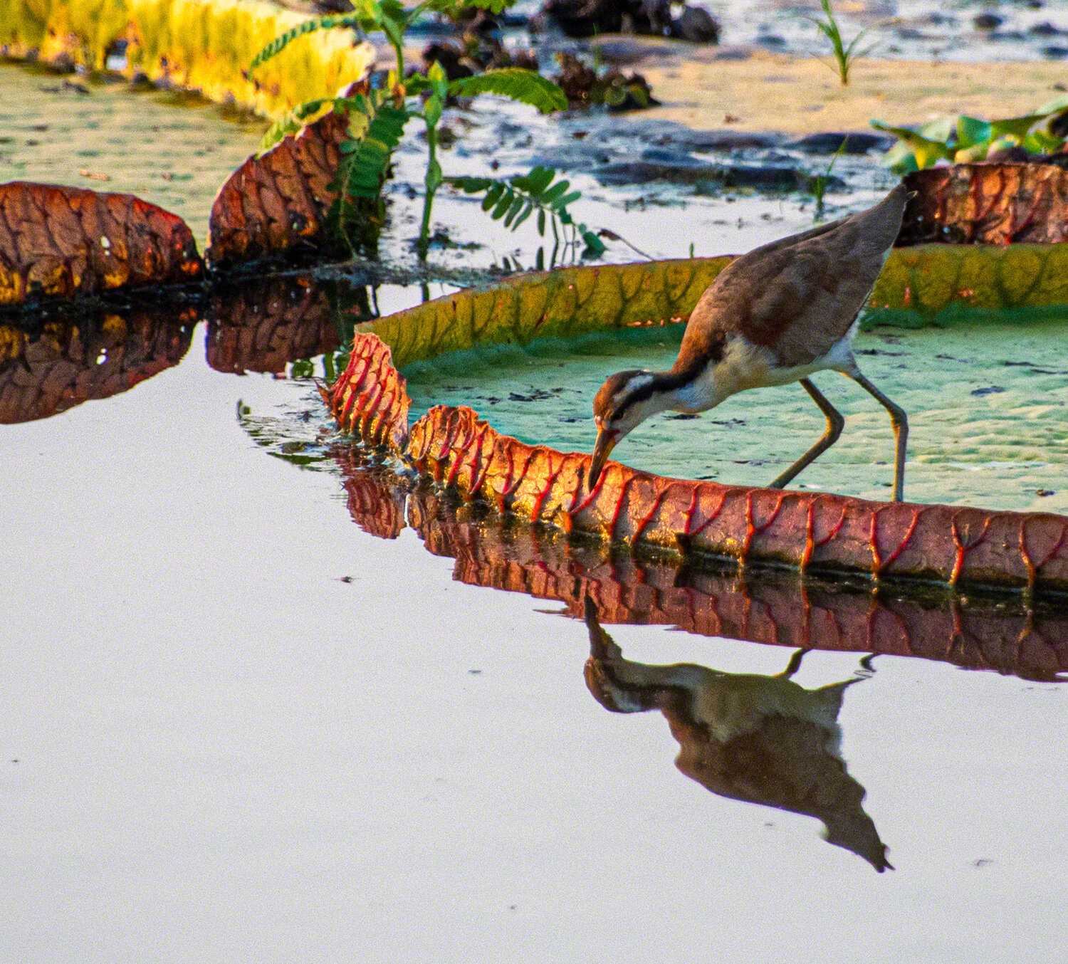 Juvenile Wattled Jacana, Porto Jofre, Brazil, ©A Paige Baker, 2019
