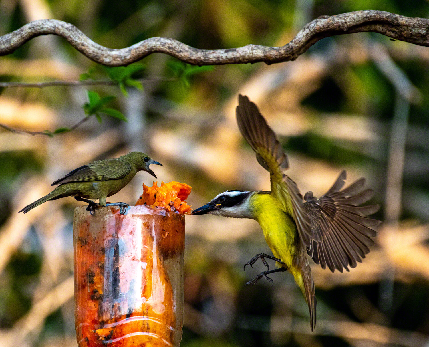 Palm Tanager and Great Kiskadee battling over fruit, Porto Jofre, Brazil, ©A Paige Baker, 2019