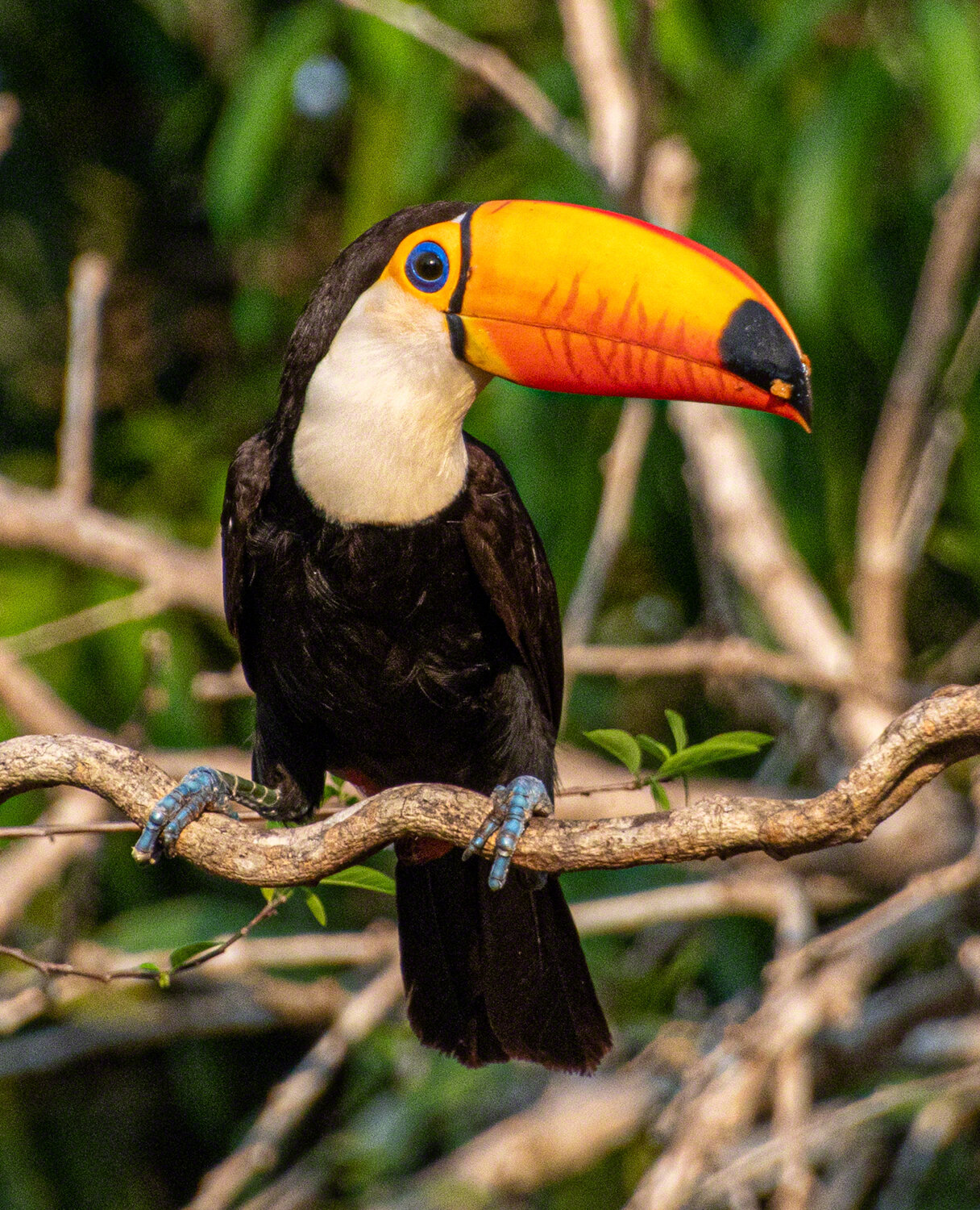 Toucan, Porto Jofre, Brazil, ©A Paige Baker, 2019