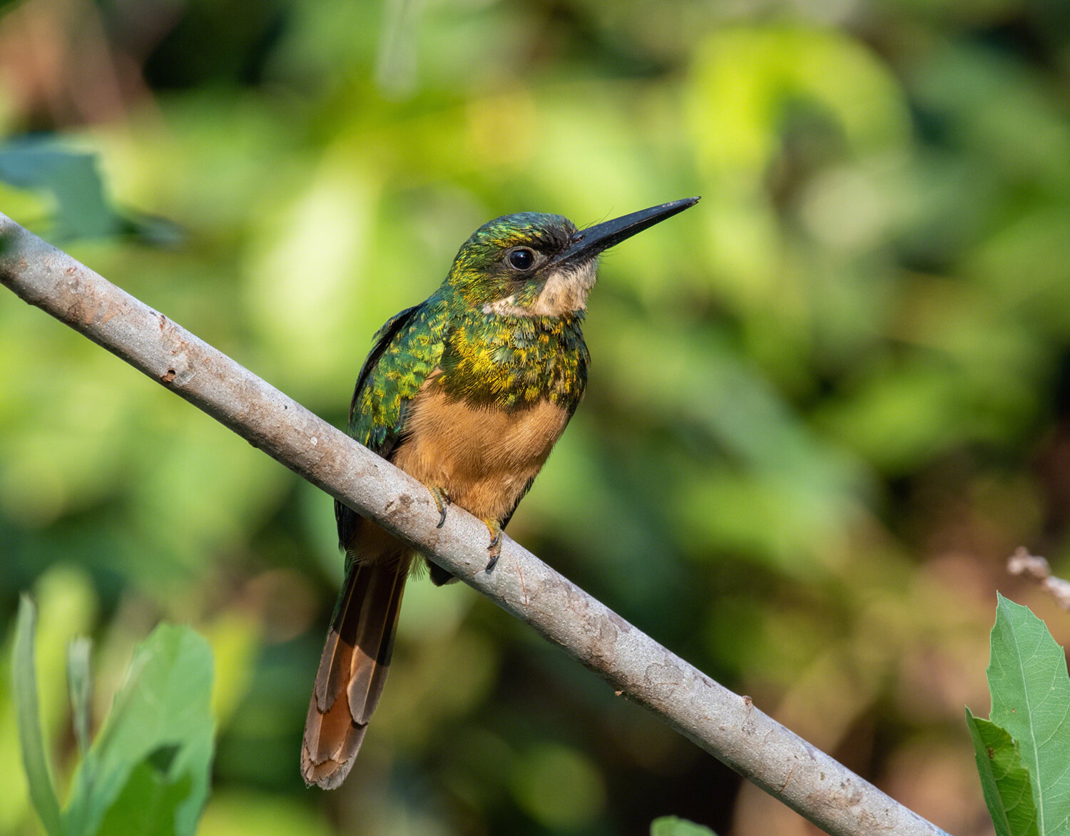 Rufous-tailed Jacamar, Porto Jofre, Brazil, ©A Paige Baker, 2019