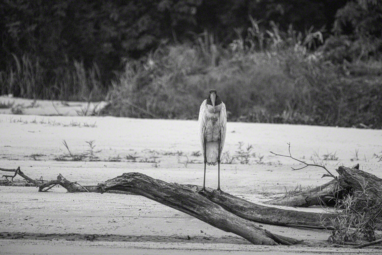 Jabiru Stork, Porto Jofre, Brazil, ©A Paige Baker, 2019