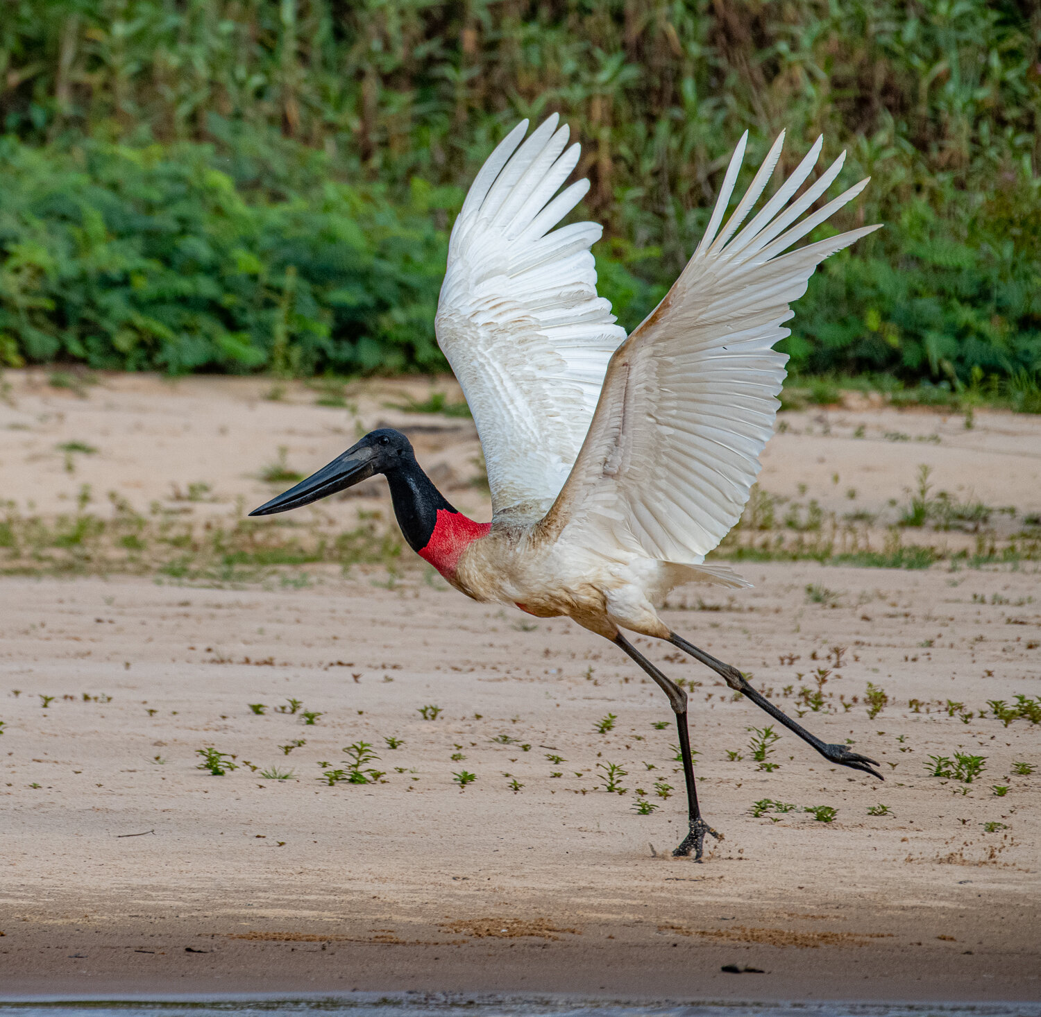 Take-off, Porto Jofre, Brazil, ©A Paige Baker, 2019