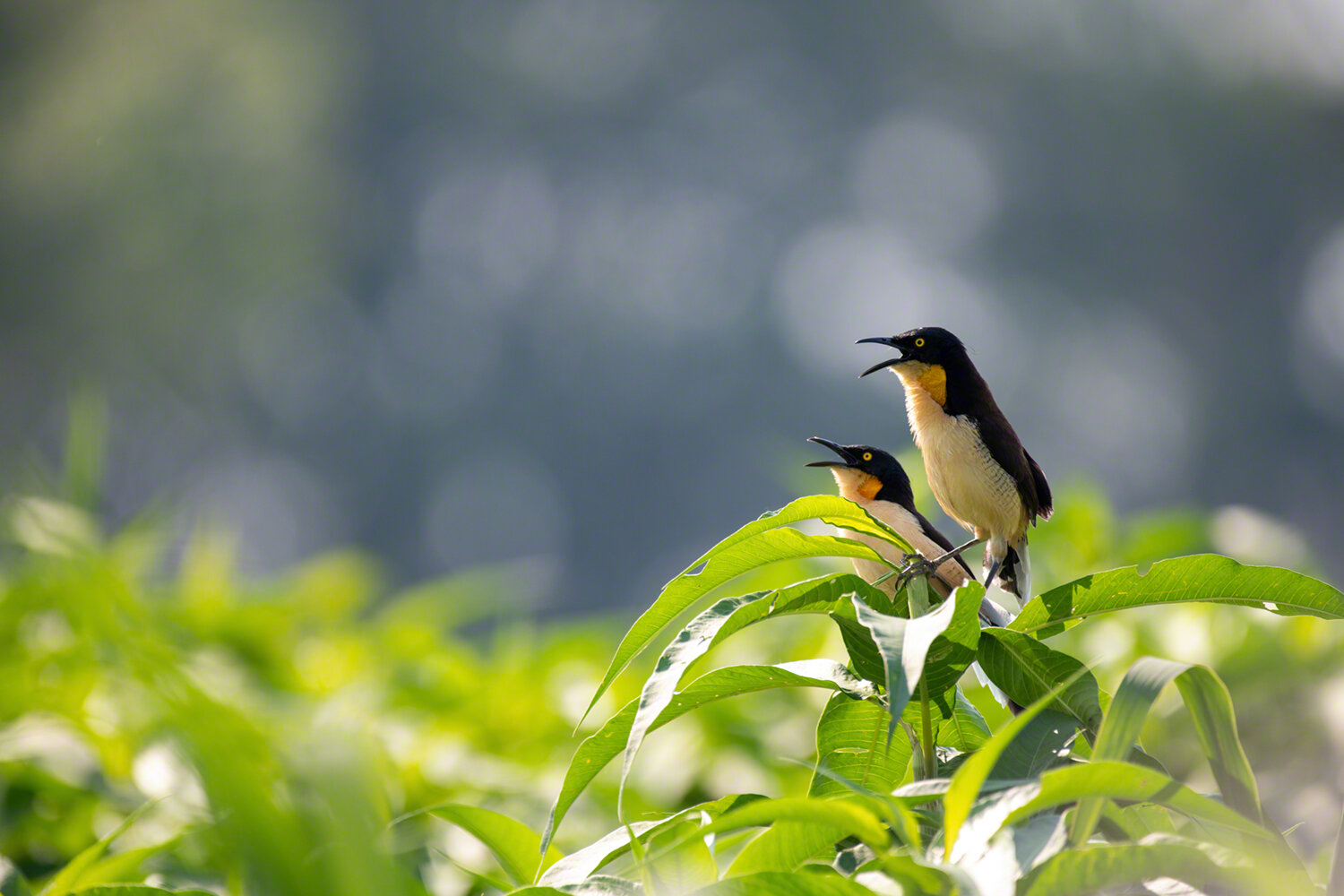 Black-capped Donacobius, Porto Jofre, Brazil, ©A Paige Baker, 2019