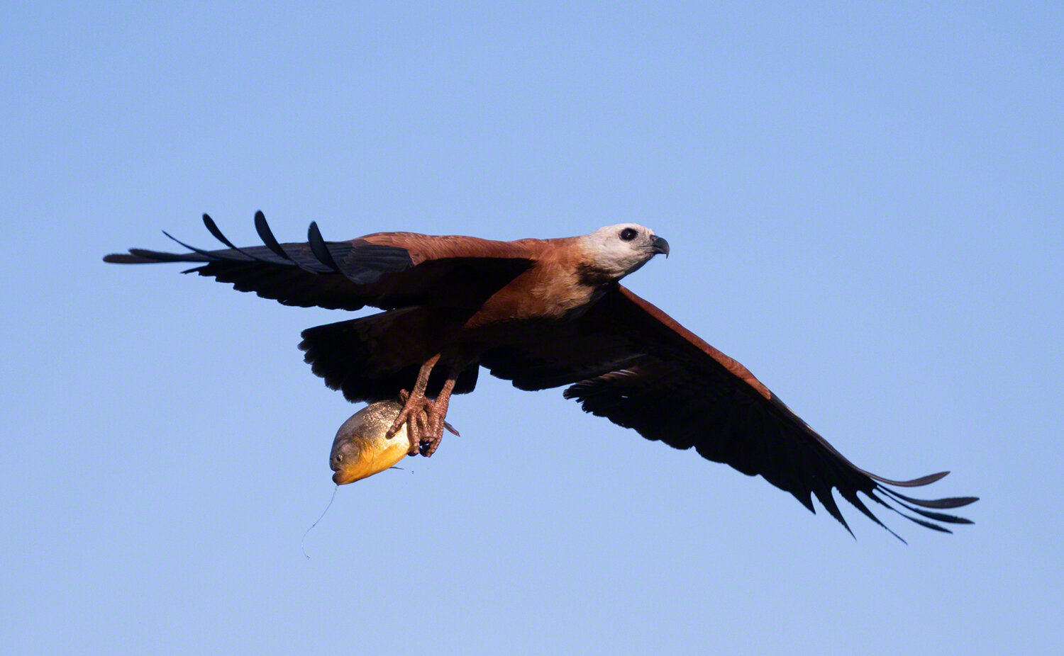 2019-09-06--Brazil--Pousada_Rio_Claro--Black_collared_hawk_with_piranha_2--WM.jpg