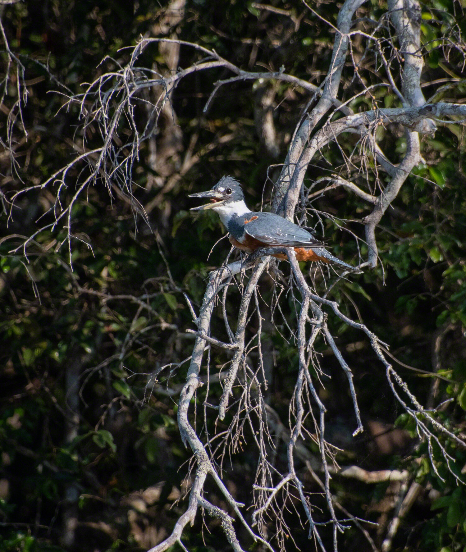 Ringed Kingfisher, Pousada Rio Claro, Brazil, ©A Paige Baker, 2019