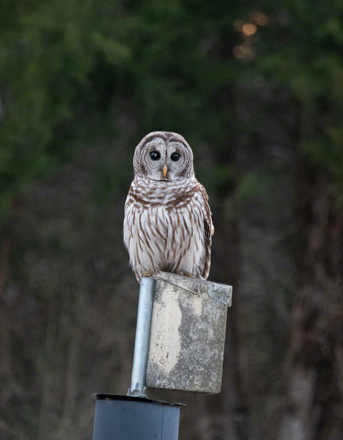 Barred Owl, Davidson, NC ©A Paige Baker, 2021
