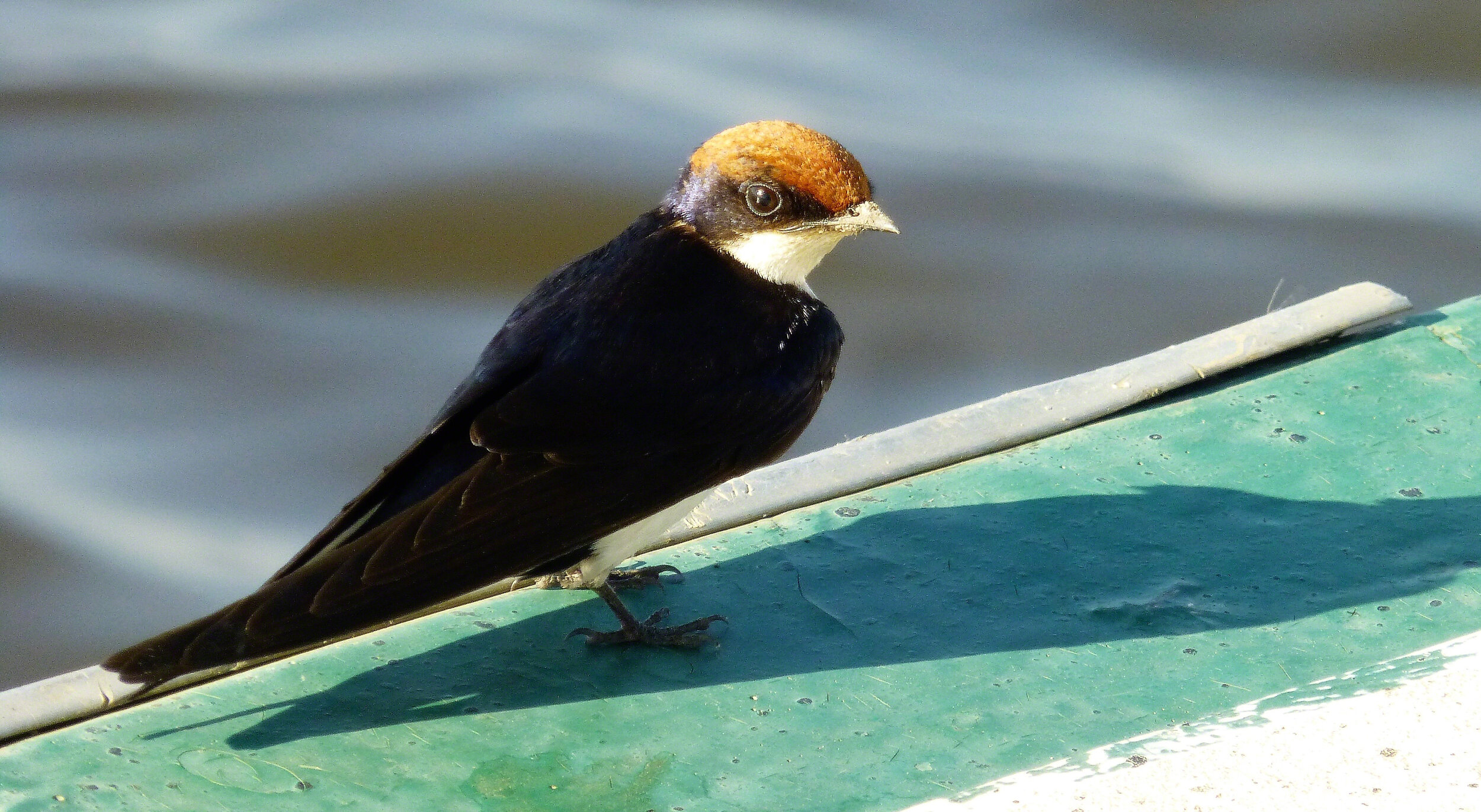 Cape Starling, Botswana