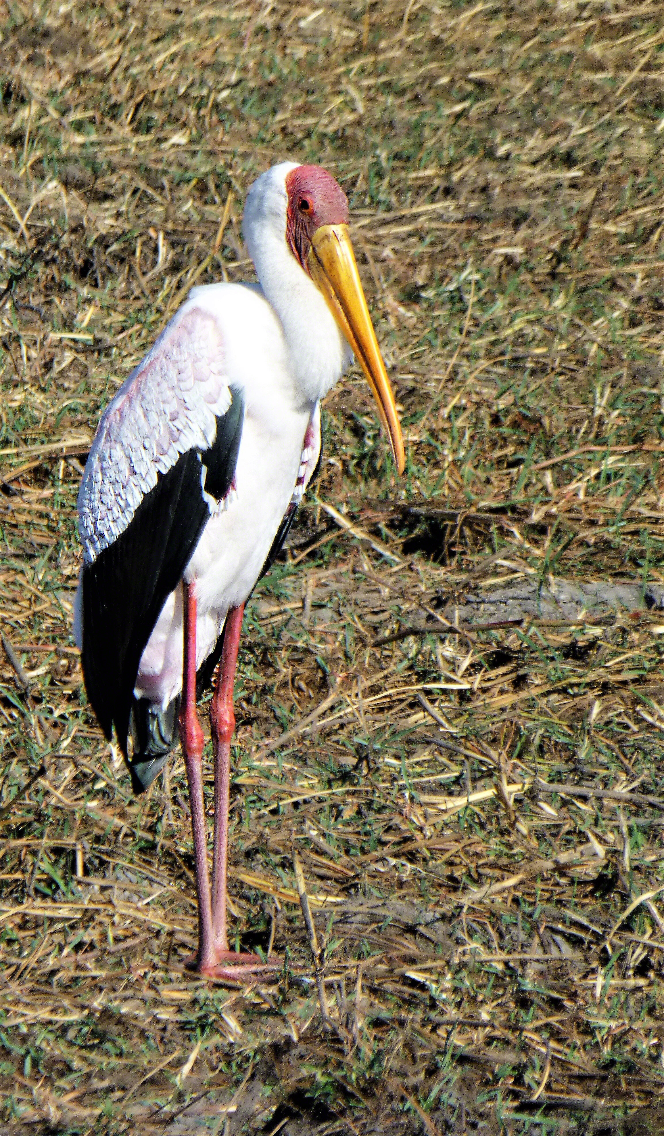 Yellow Billed Stork, Botswana