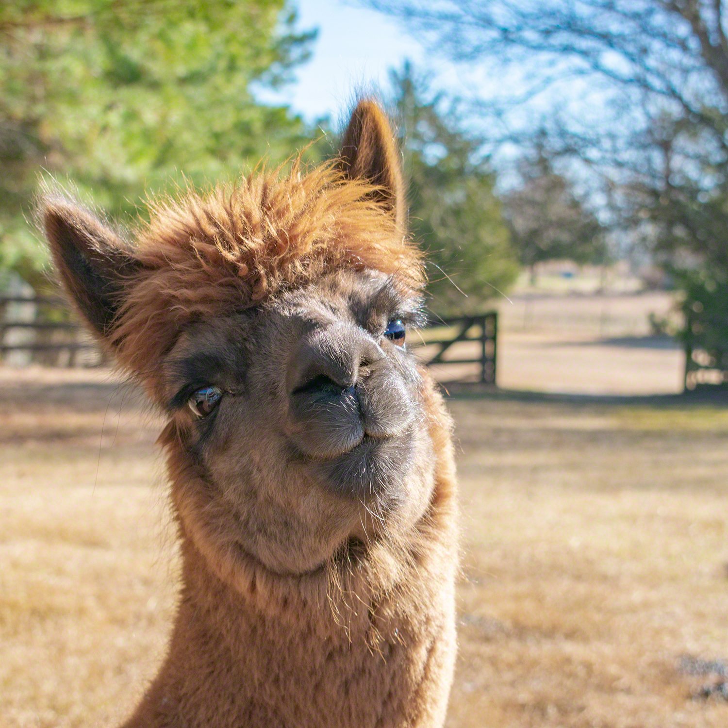 2019-01-18--US_NC_Louisburg_Alpaca_Dreams_Square_PNWM-4.jpg