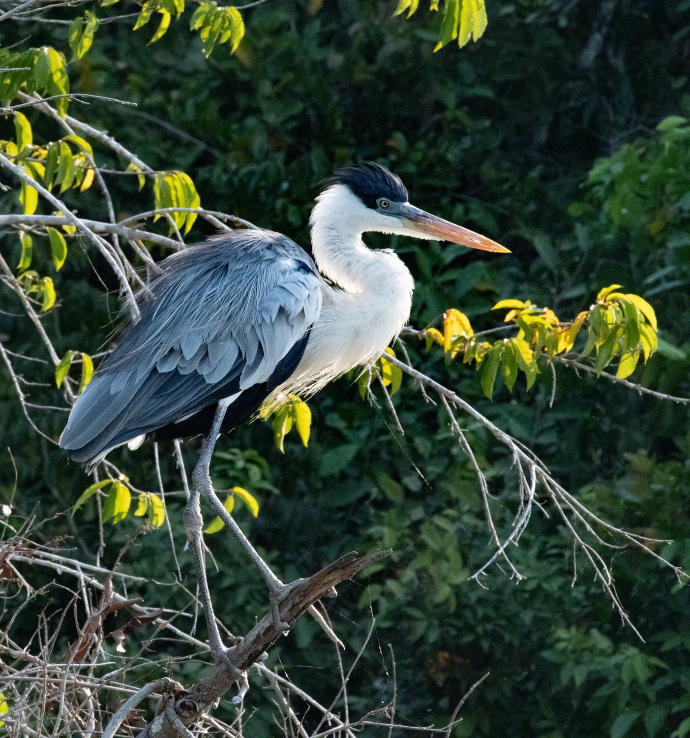2019-09-07--Brazil--Pousada_Rio_Claro--Cocoi_heron_regal--WM.jpg