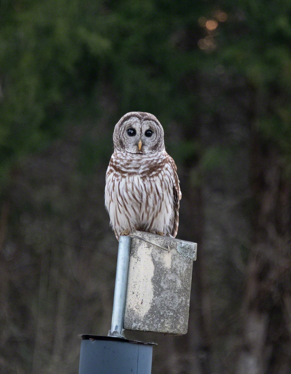 2021-03-12--US_NC_Davidson--Fisher_Farm--Owl--WM.jpg