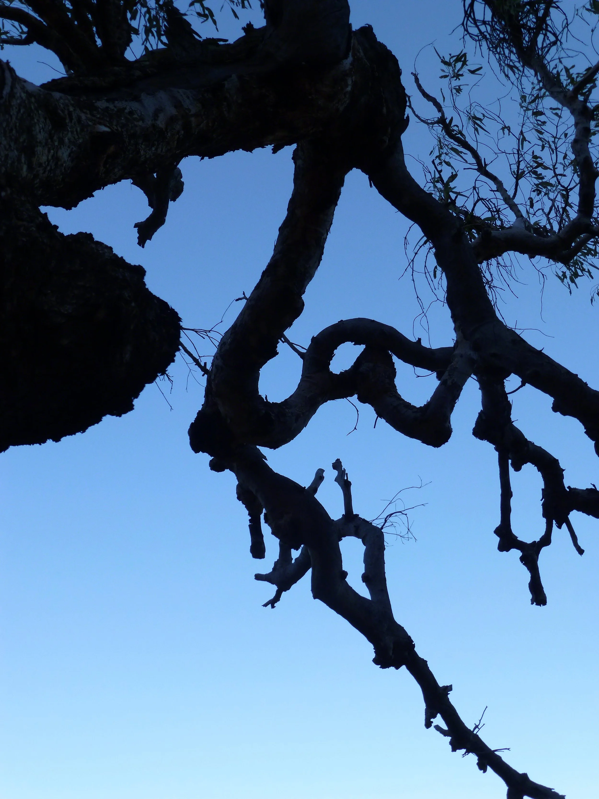 2014--Australia_Uluru_tree_WM.jpg
