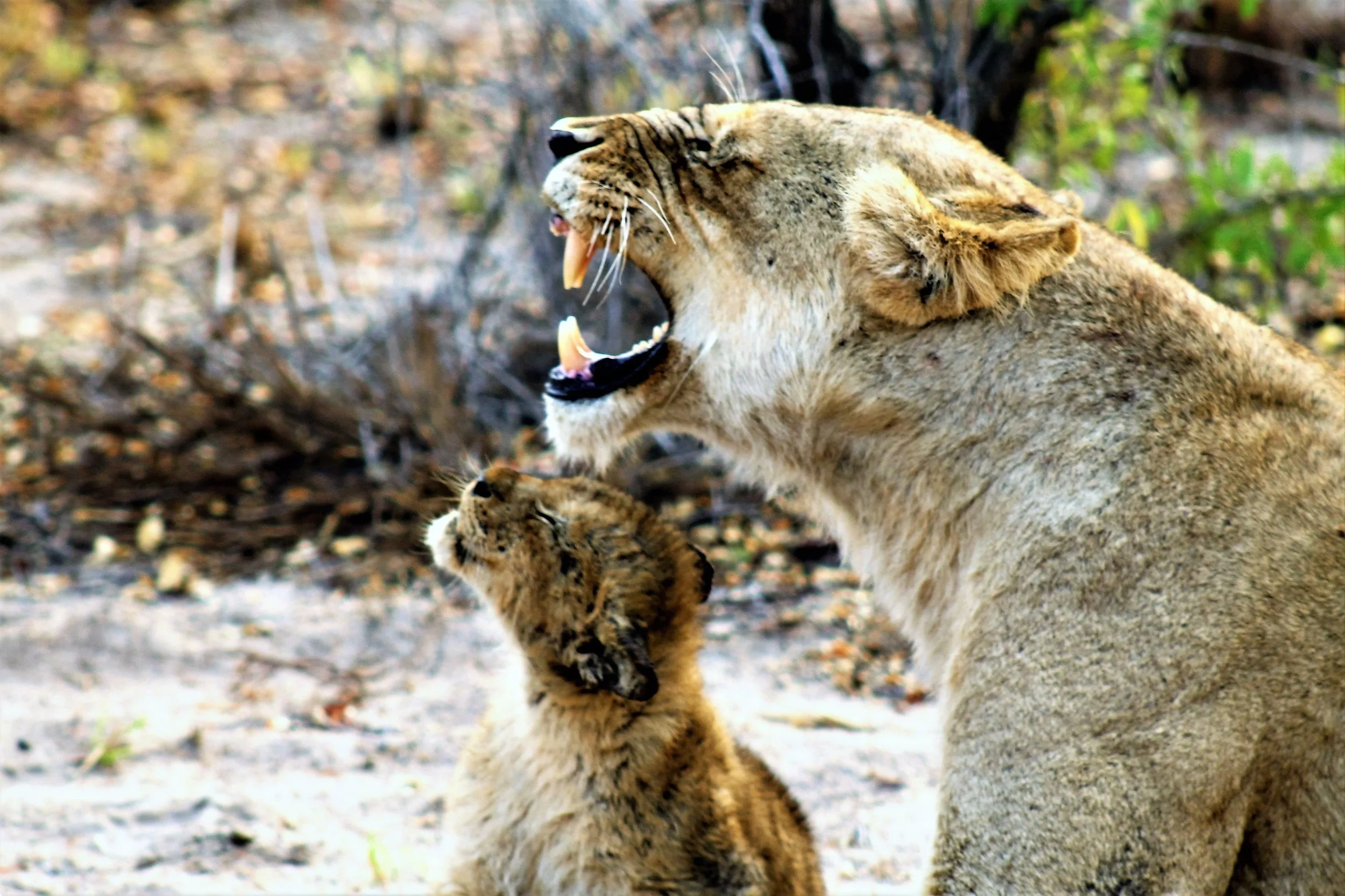 2016--South_Africa_Sabi_Sand_Roaring_Mama&Baby_Lions_WM.jpg