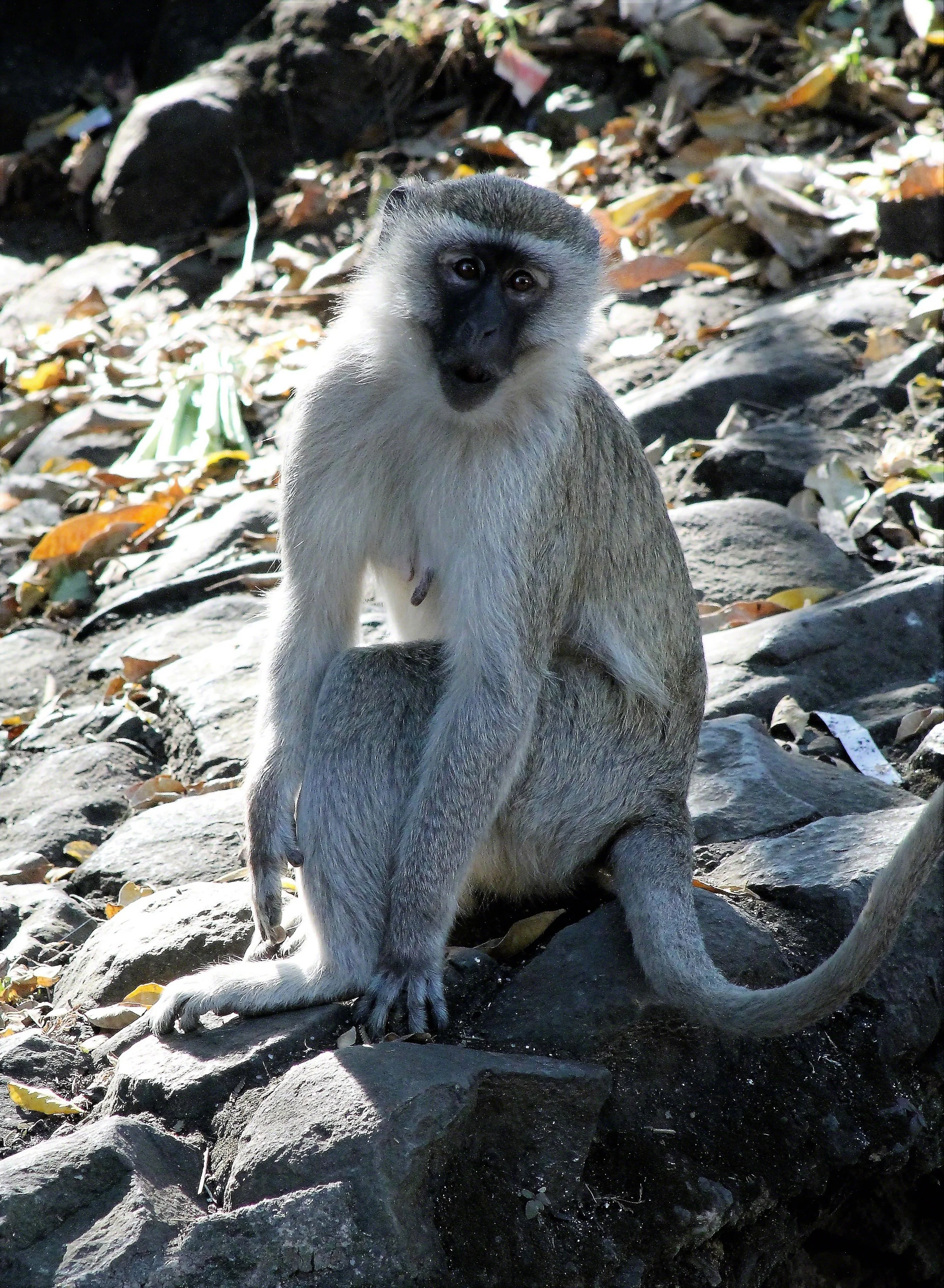 2016--Zambia_Victoria_Falls_Vervet_monkey1_WM.jpg