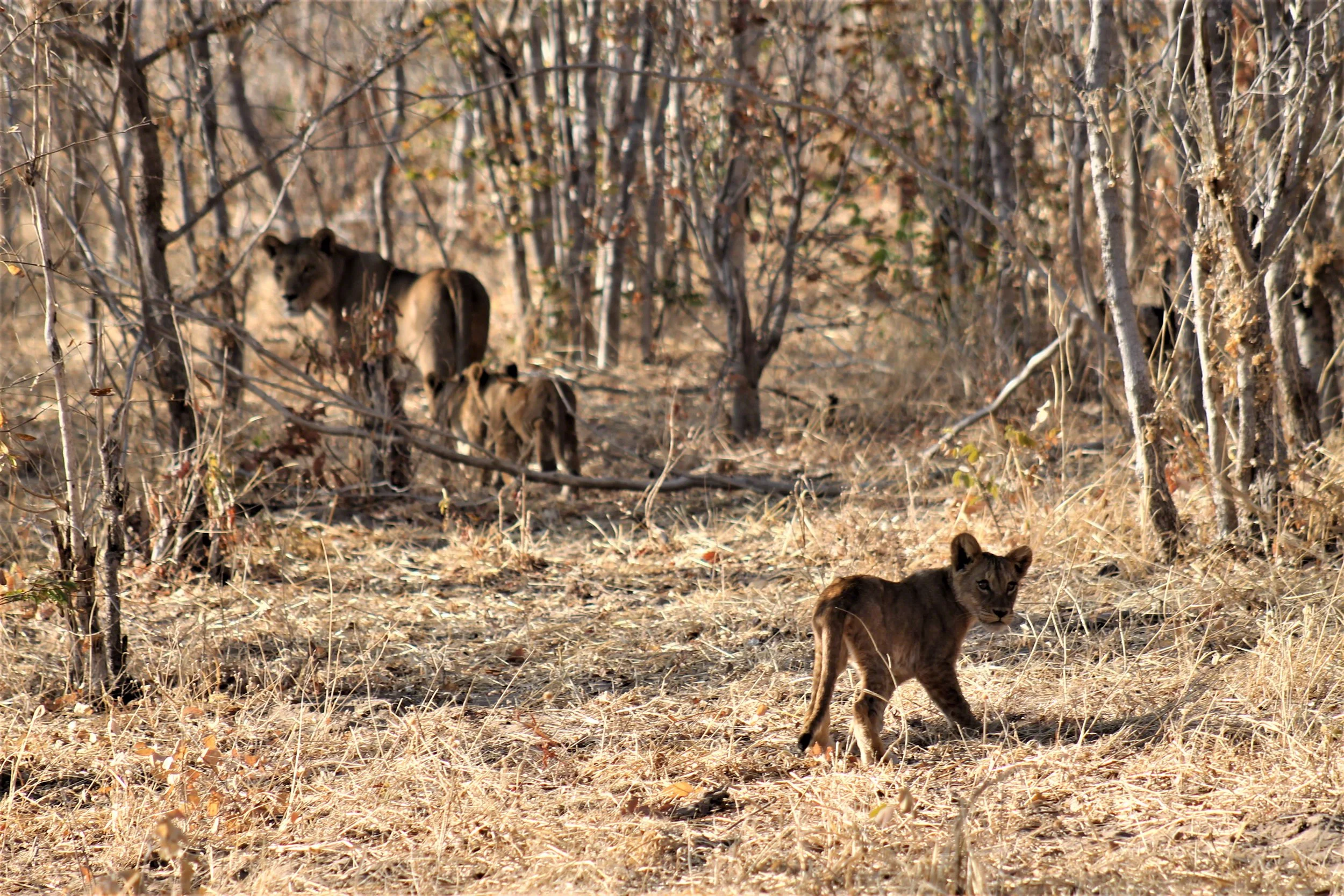 2016--Botswana_Chobe_NP_Cub_looks_back_WM.jpg