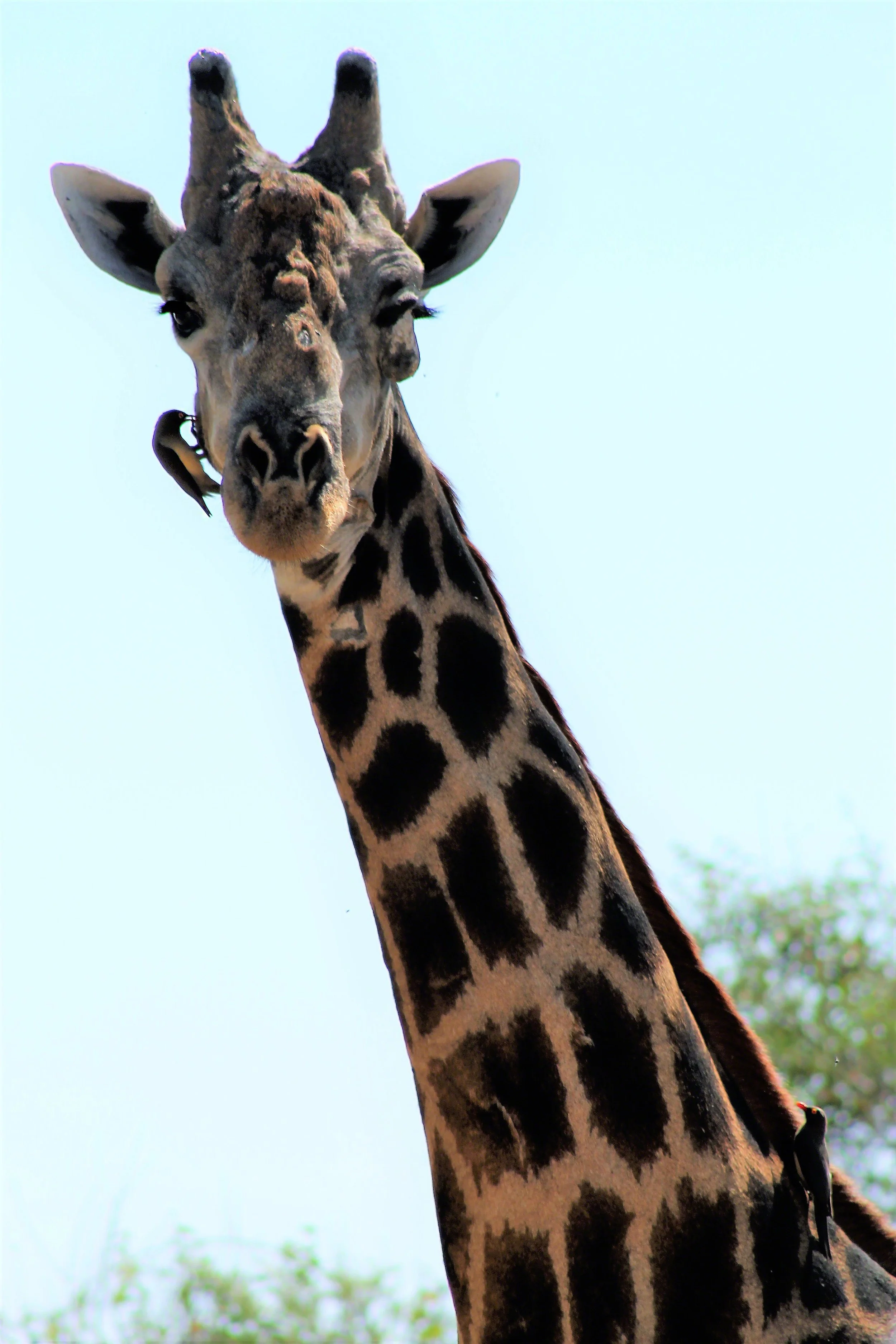 2016--Botswana_Chobe_NP_Giraffe_oxpeckers_WM.jpg