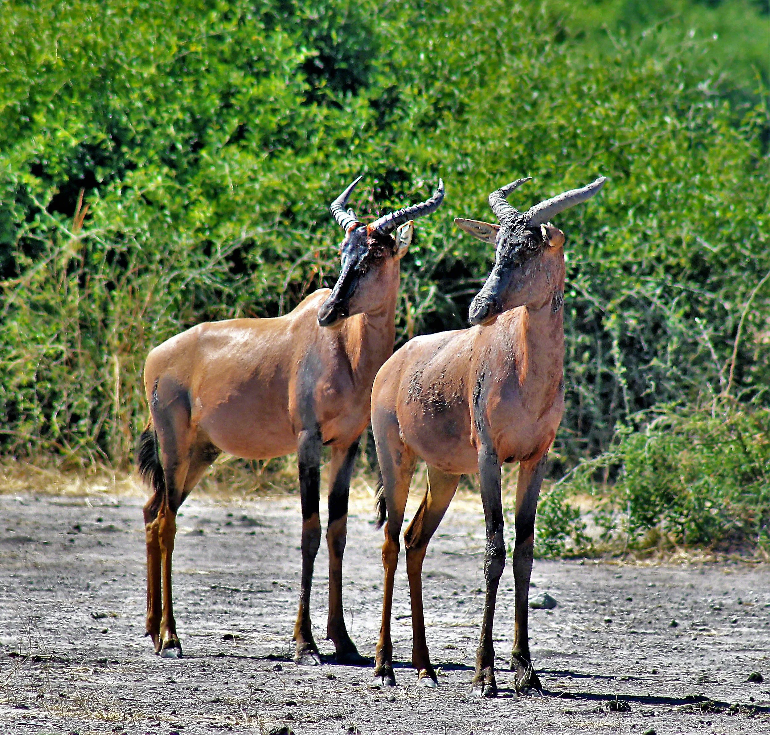 2016--Botswana_Chobe_NP_Tsessebe _WM.jpg