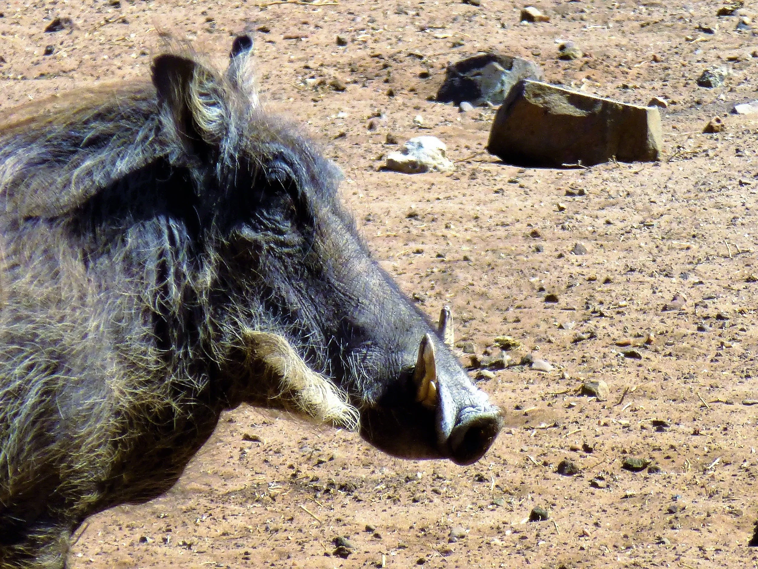 2016--Botswana_Chobe_NP_Warthog1_WM.jpg