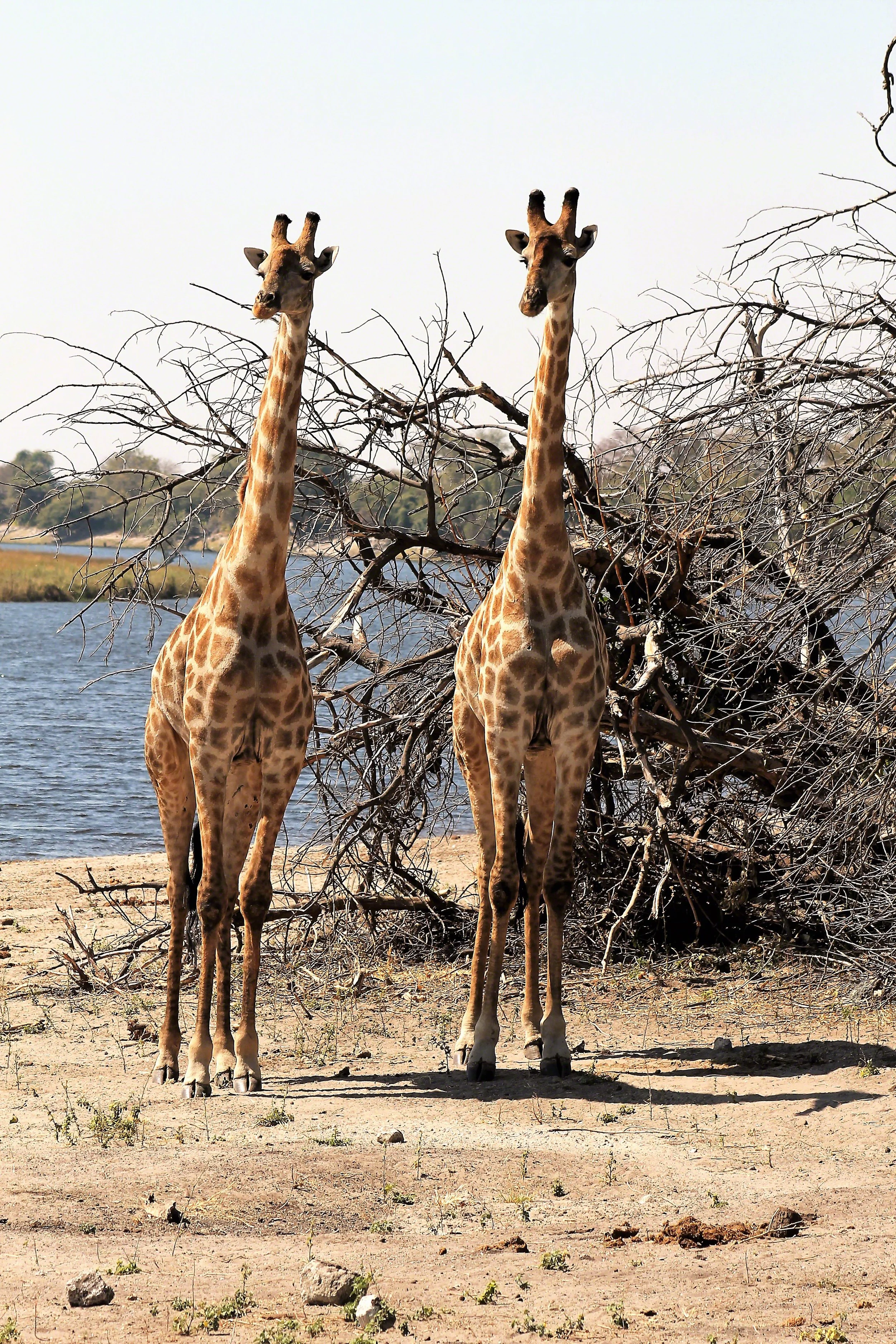 2016--Botswana_Chobe_NP_Tweedledee_Tweedledum_WM.jpg