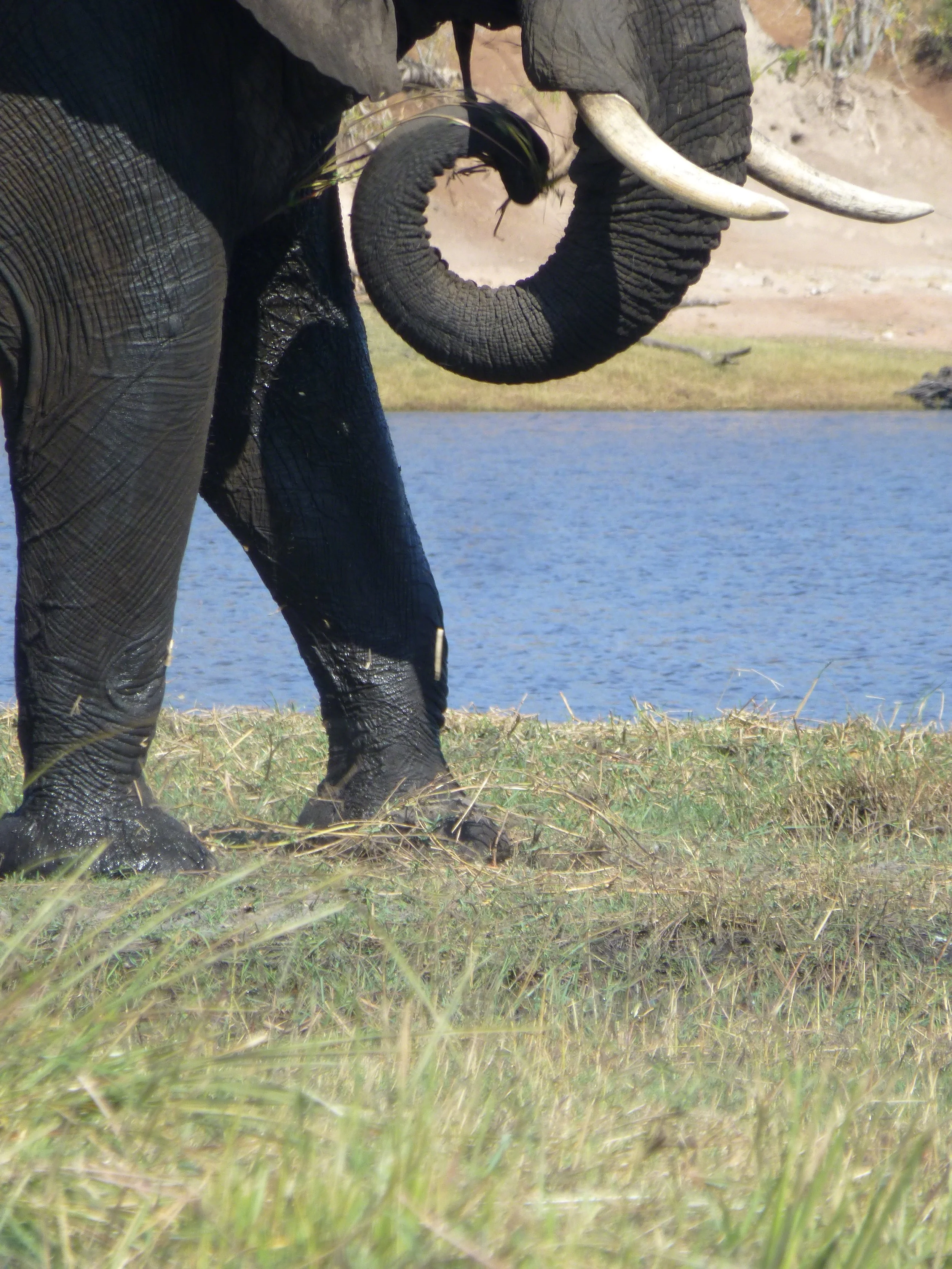 2016--Botswana_Sedudu_Island_Elephant1_WM.jpg