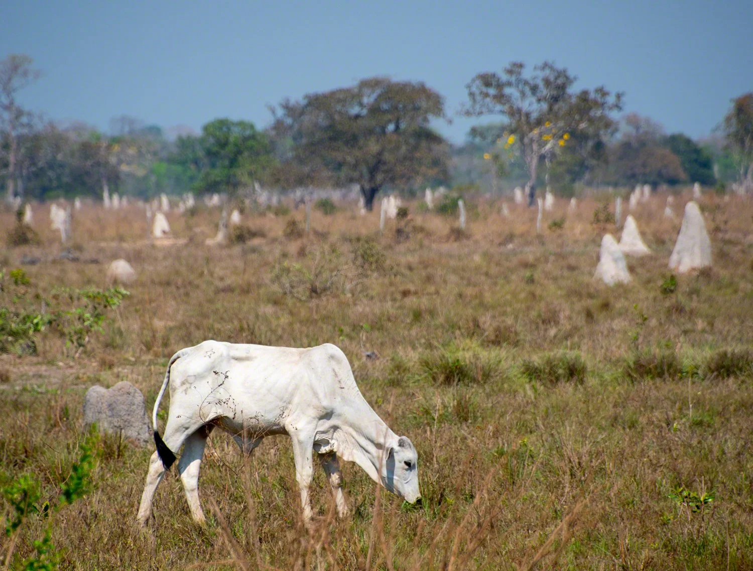 2019-09-06--Brazil--Pocone--Transpantaneira_Hwy--Skinny_cows_and_Termite_mounds--WM.jpg