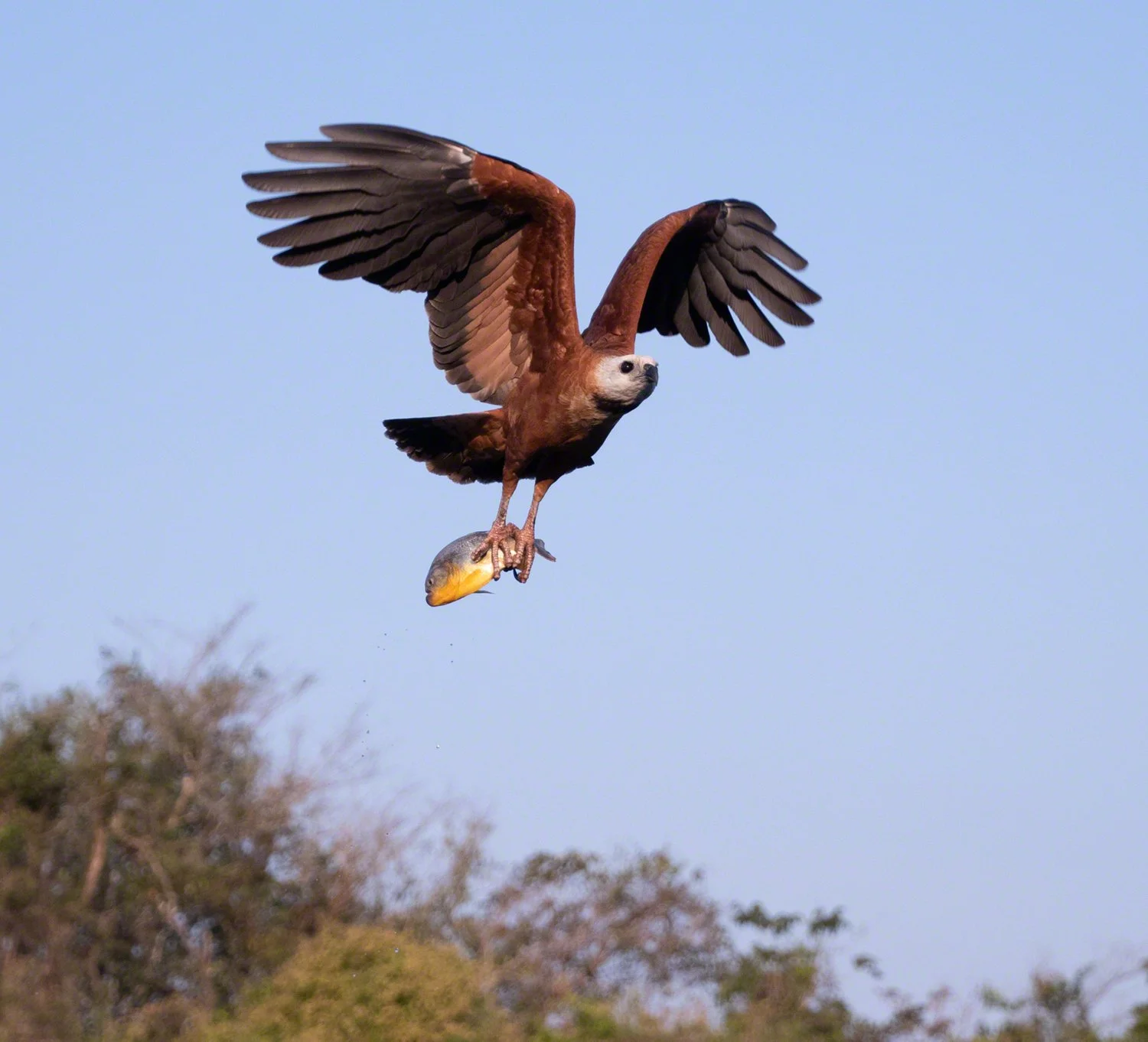 2019-09-06--Brazil--Pousada_Rio_Claro--Black_collared_hawk_with_piranha_1--WM.jpg