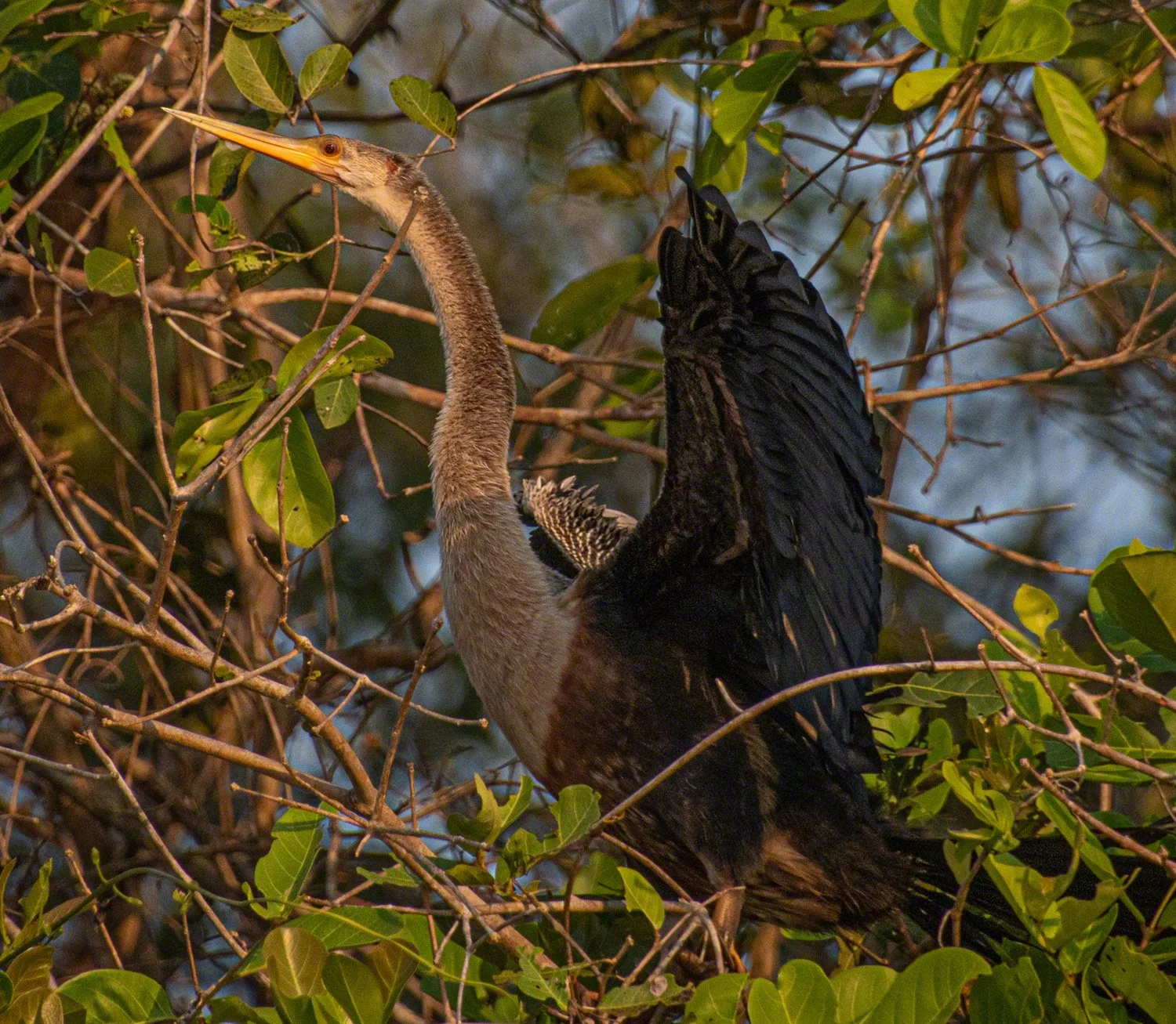 2019-09-07--Brazil--Pousada_Rio_Claro--Anhinga--WM.jpg