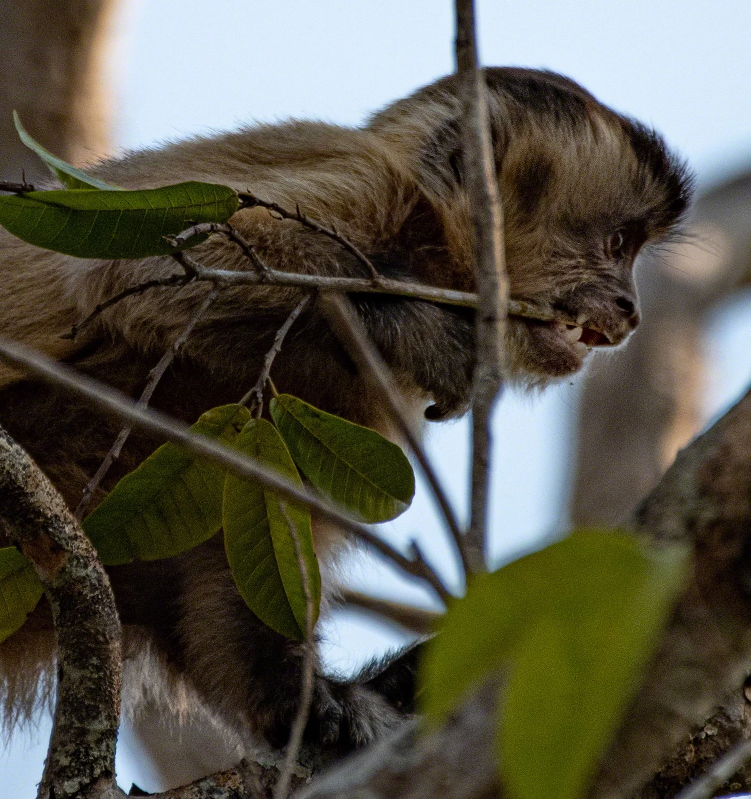 2019-09-07--Brazil--Pousada_Rio_Claro--Capuchin_monkey--WM.jpg