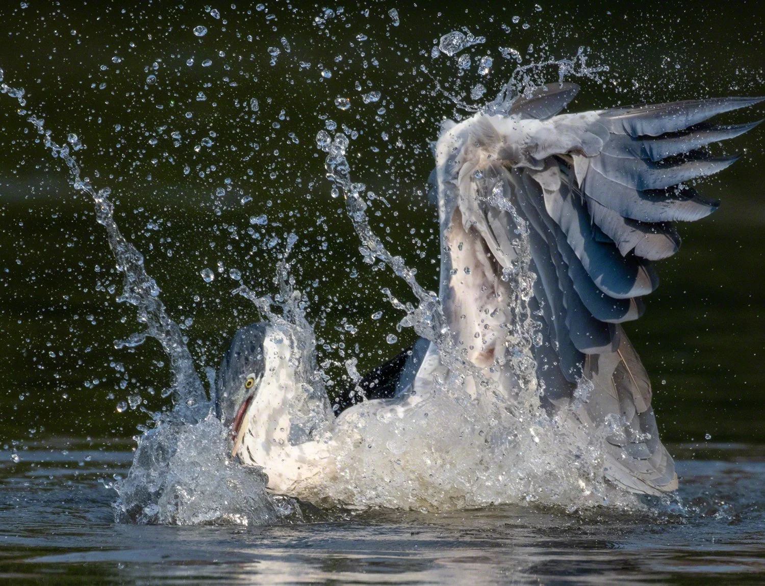 2019-09-07--Brazil--Pousada_Rio_Claro--Cocoi_heron_splashing--WM.jpg