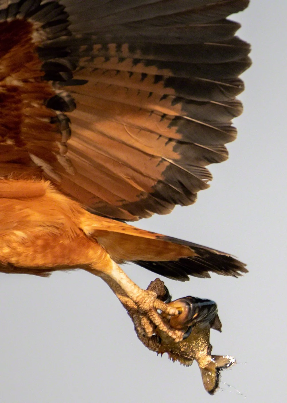 2019-09-07--Brazil--Pousada_Rio_Claro--Ring-collared-hawk-claws_with_piranha_1_WM.jpg