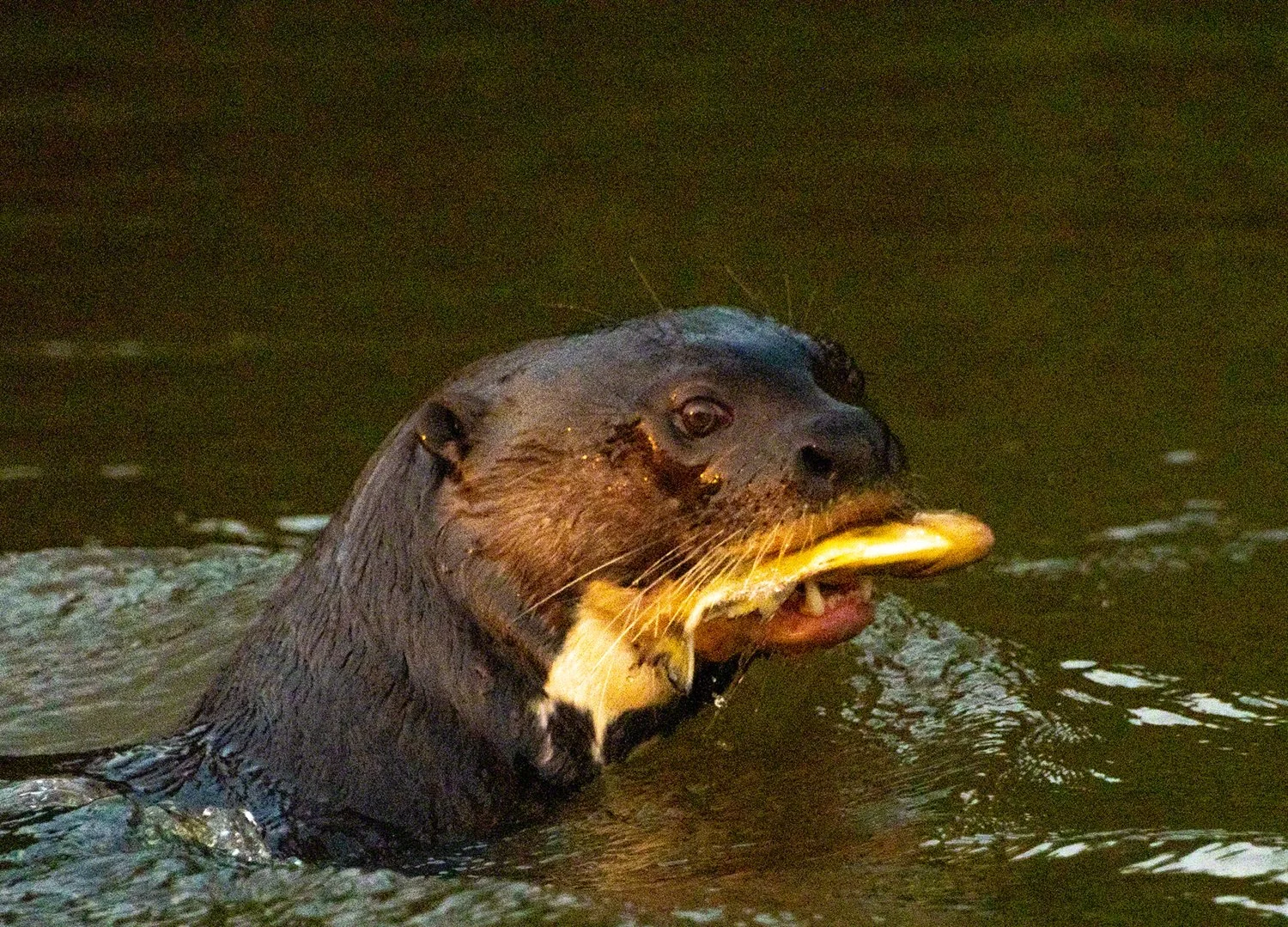 2019-09-07--Brazil--Pousada_Rio_Claro--River_otter_with_fish--WM.jpg