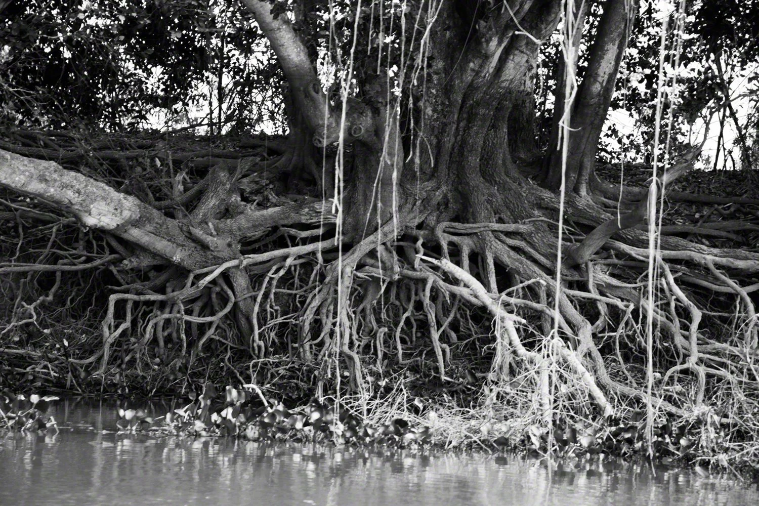2019-09-12--Brazil--Porto_Jofre--Tree_roots--WM.jpg