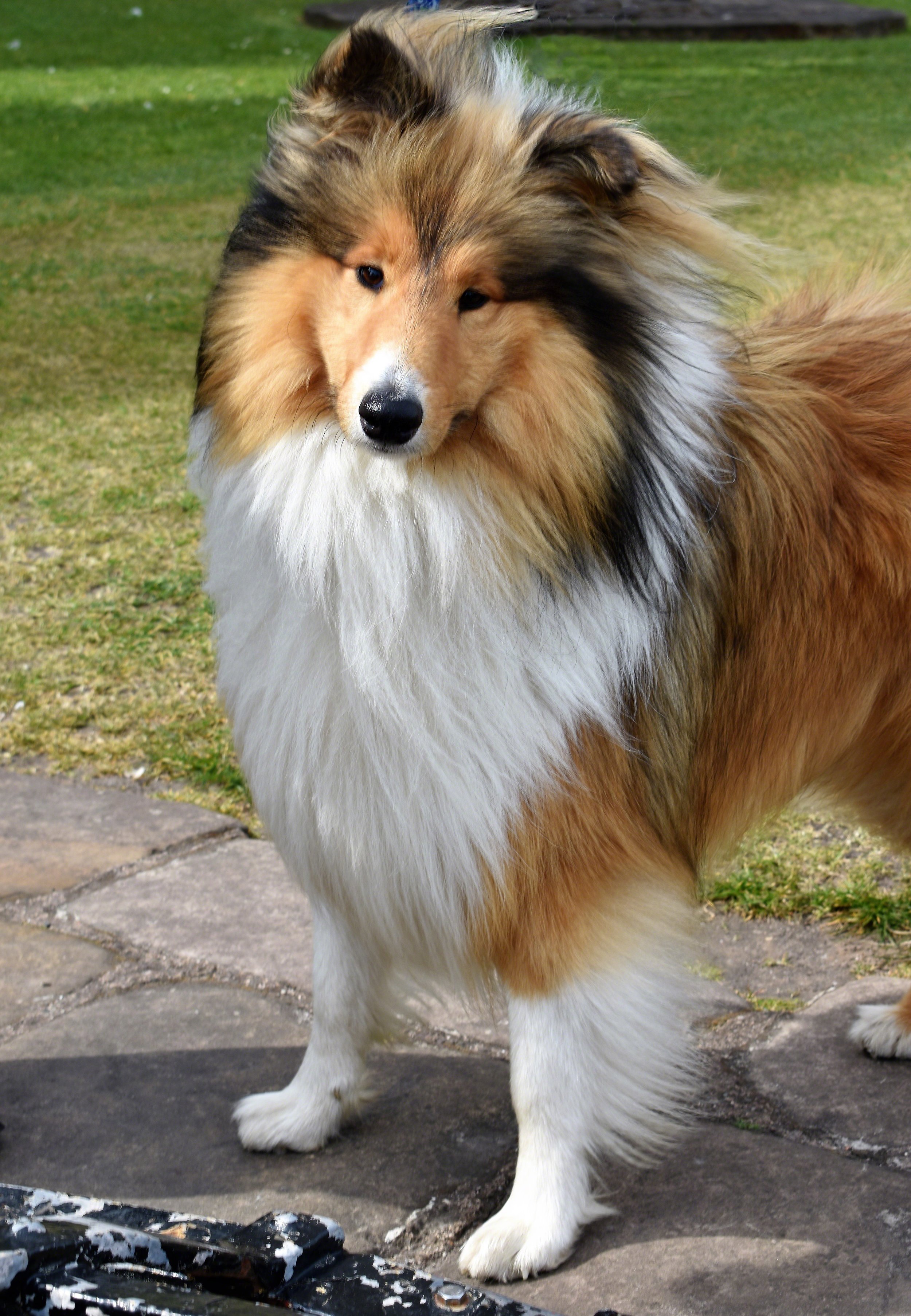 2017--UK_Scotland_St_Andrews_Dogs_Reno_WM_rs.jpg