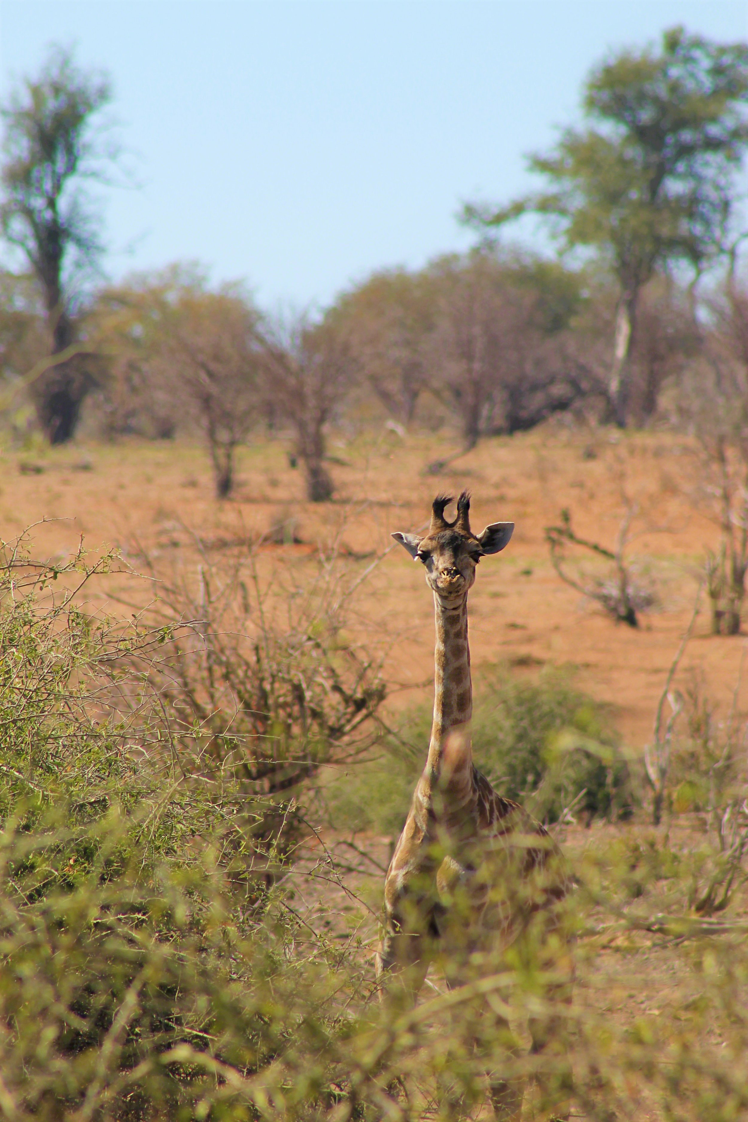 2016--Botswana_Chobe_NP_Baby_girl_giraffe_WM.jpg