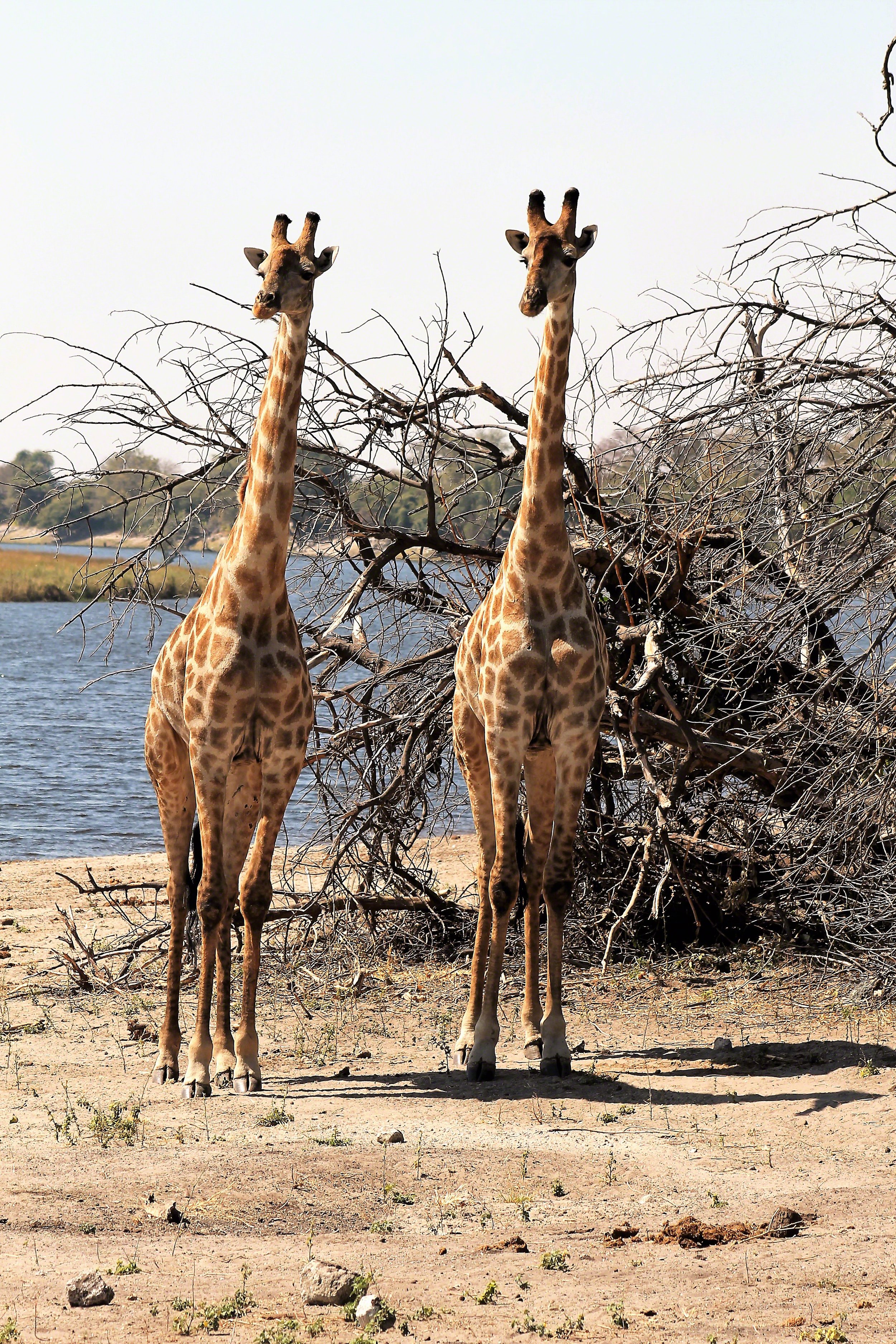 2016--Botswana_Chobe_NP_Tweedledee_Tweedledum_WM.jpg