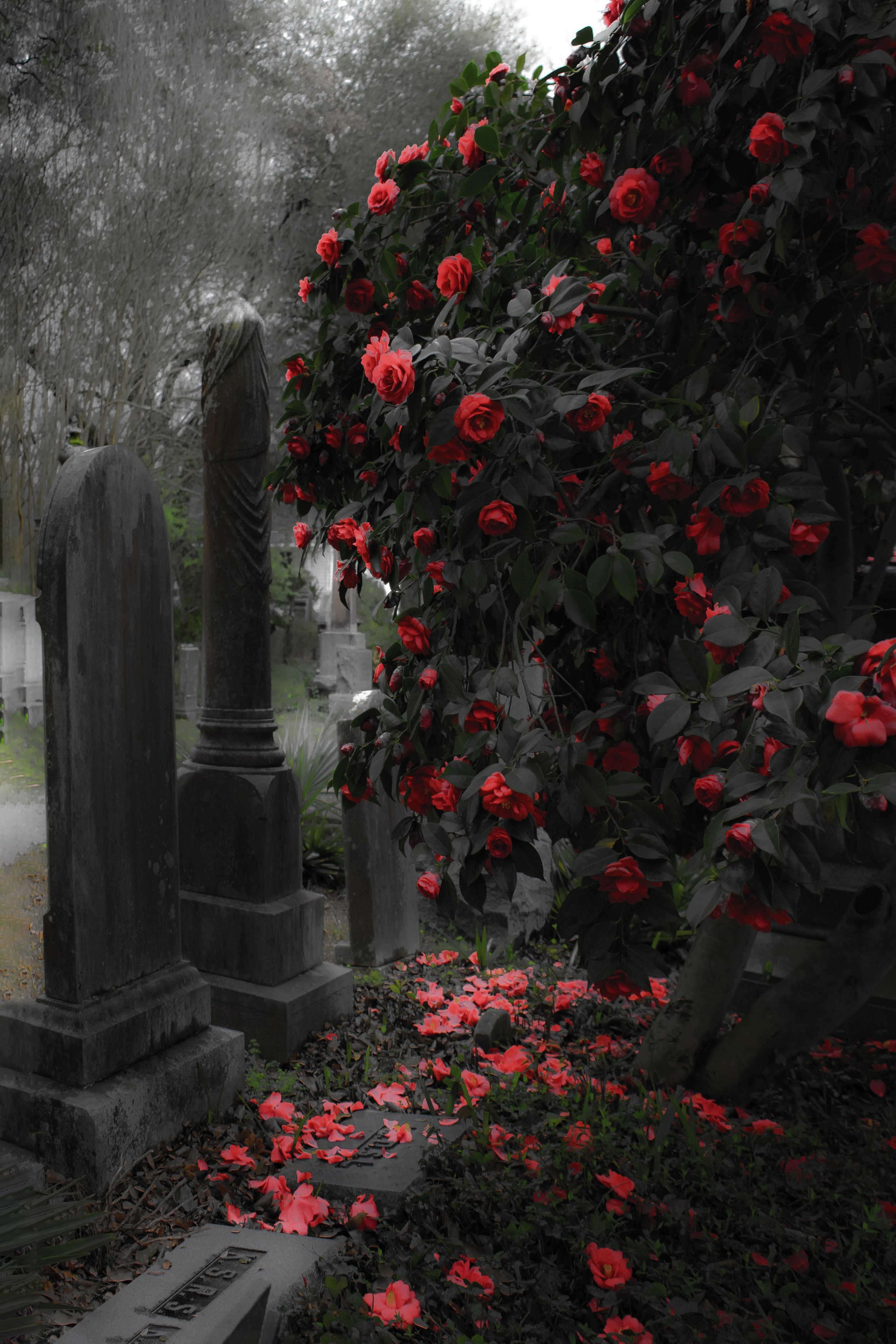 Ashes_of_Roses.jpg
